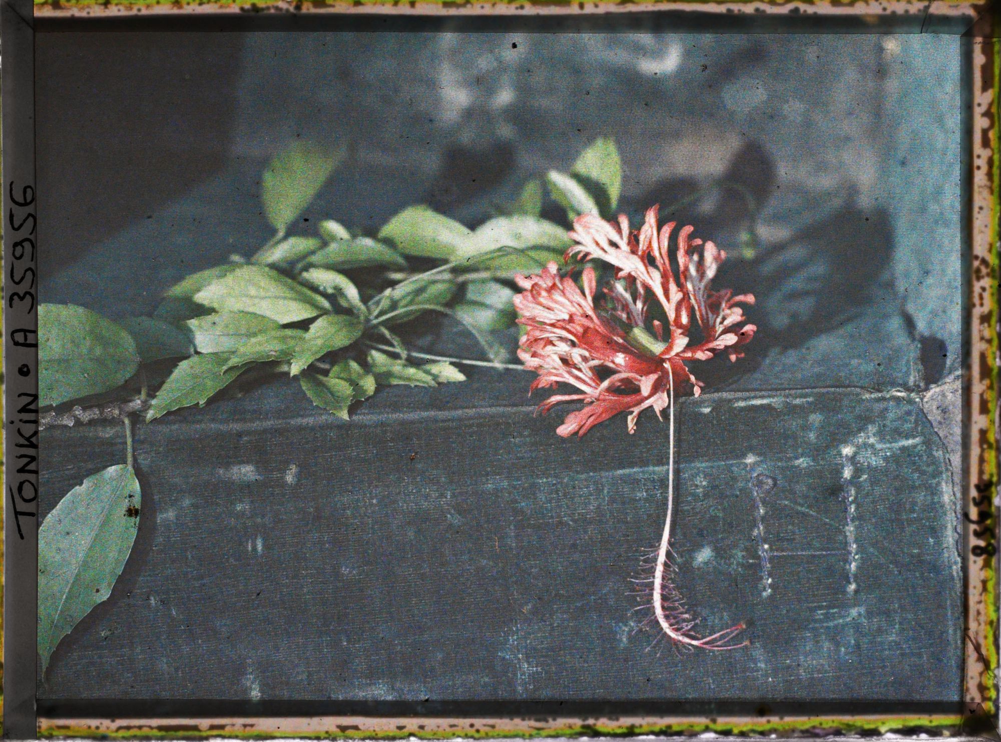 Image représentant Feuilles et fleur d'hibiscus double rouge