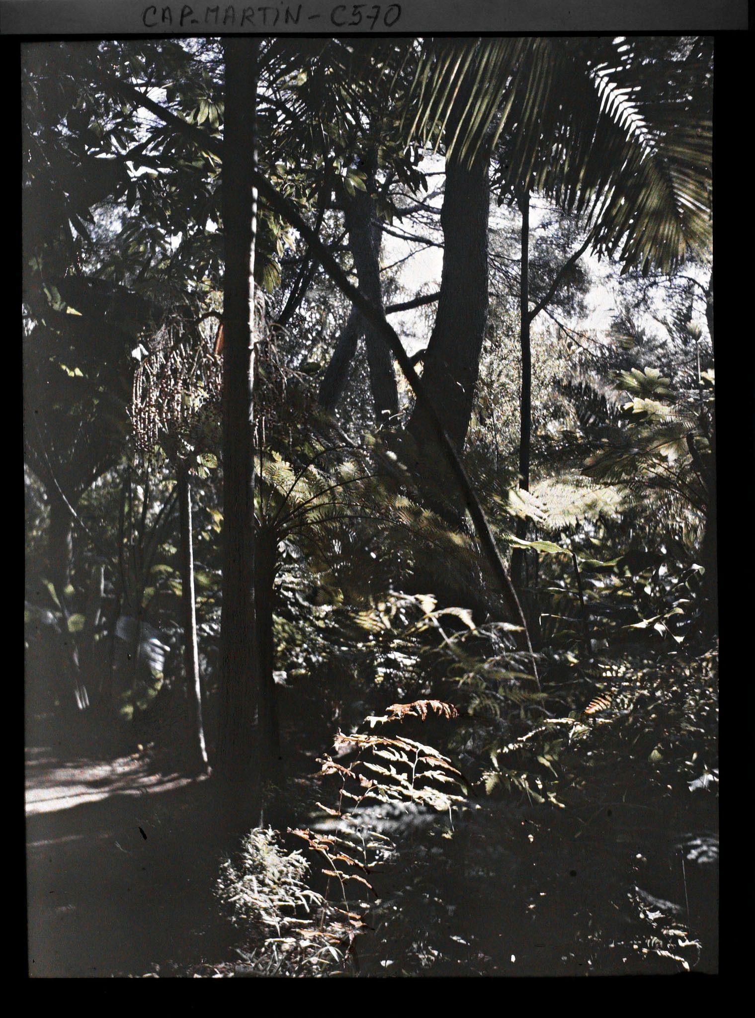 Image représentant Le jardin Les tropiques