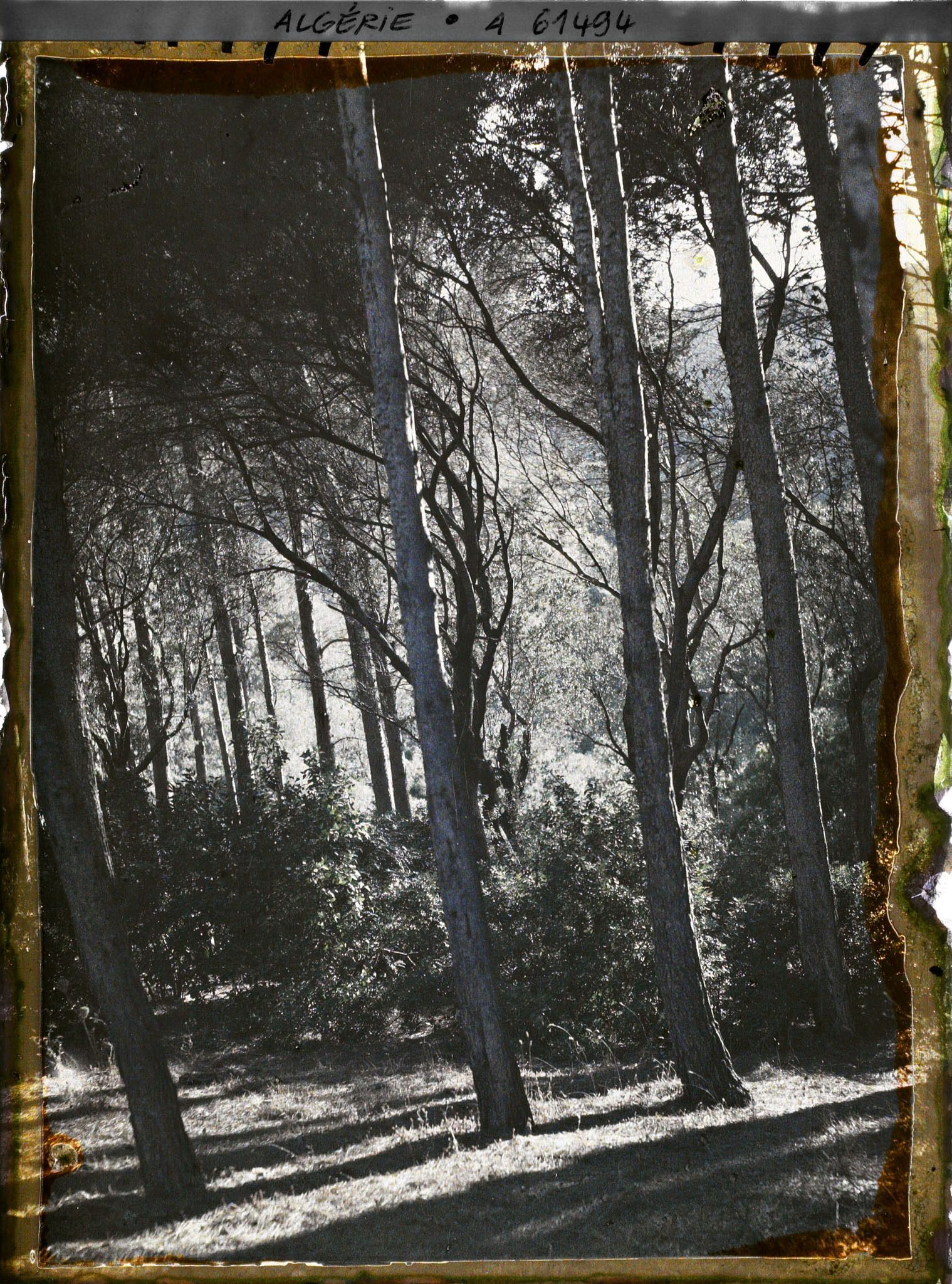 Image représentant Sous-bois dans le djebel Gouraya