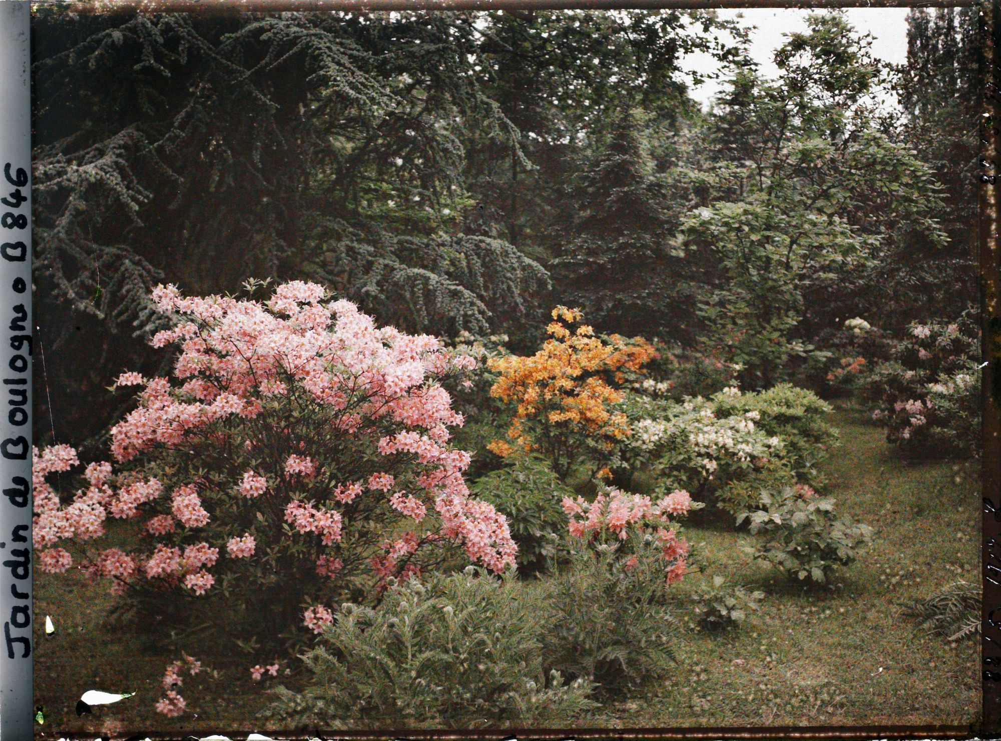Image représentant Azalées près du marais, en bordure de la forêt dorée