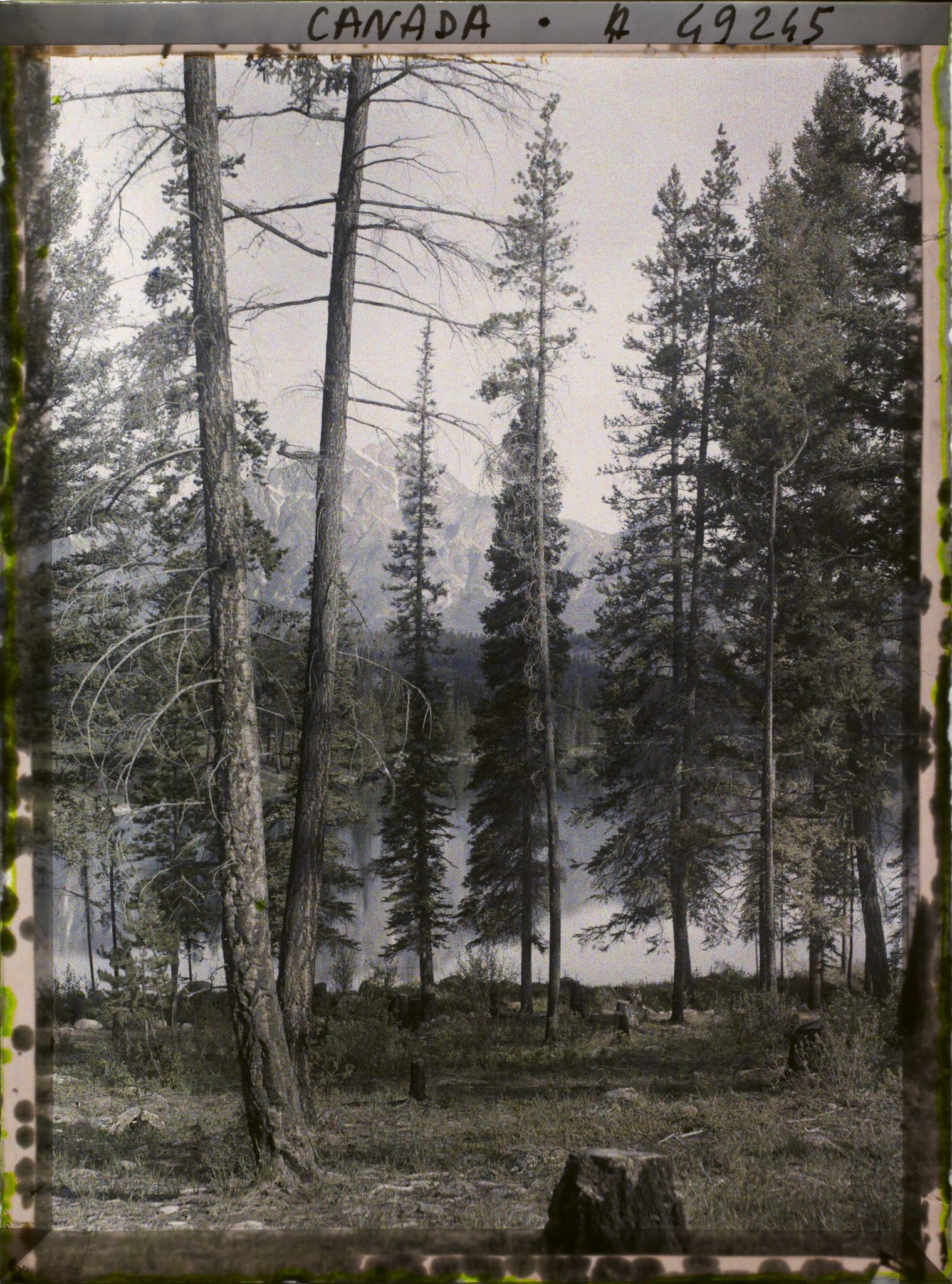 Image représentant Canada, Jasper- parc, Paysage autour du lac Beauvert