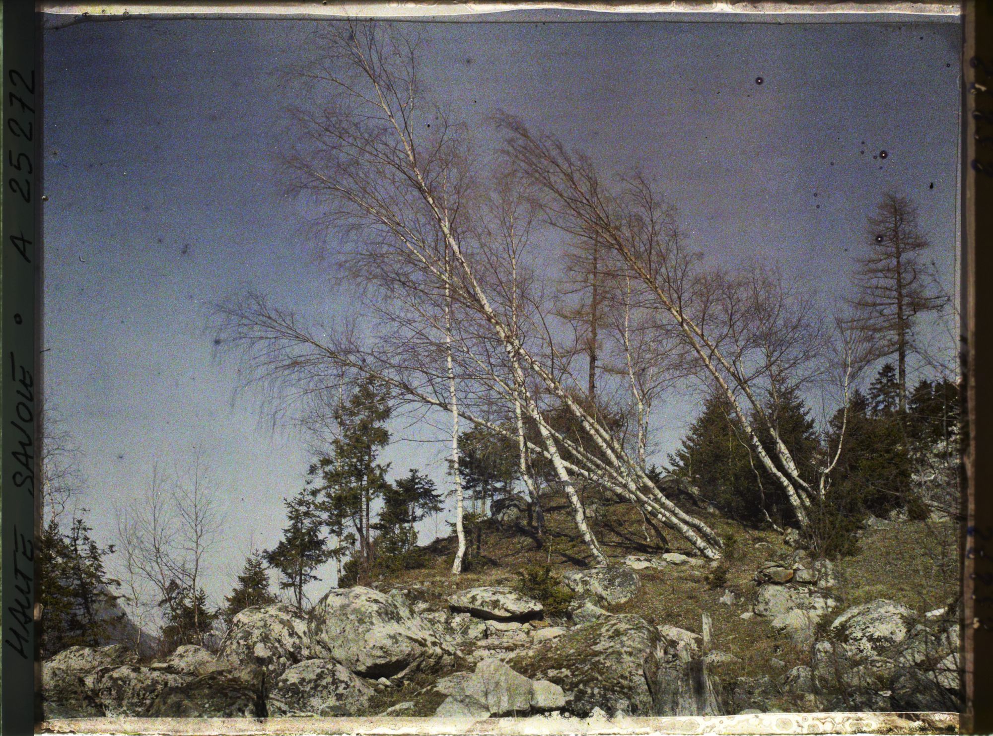 Image représentant Vallée de Chamonix,Groupe de bouleaux penchés par suite de la poussée d'une ancienne avalanche