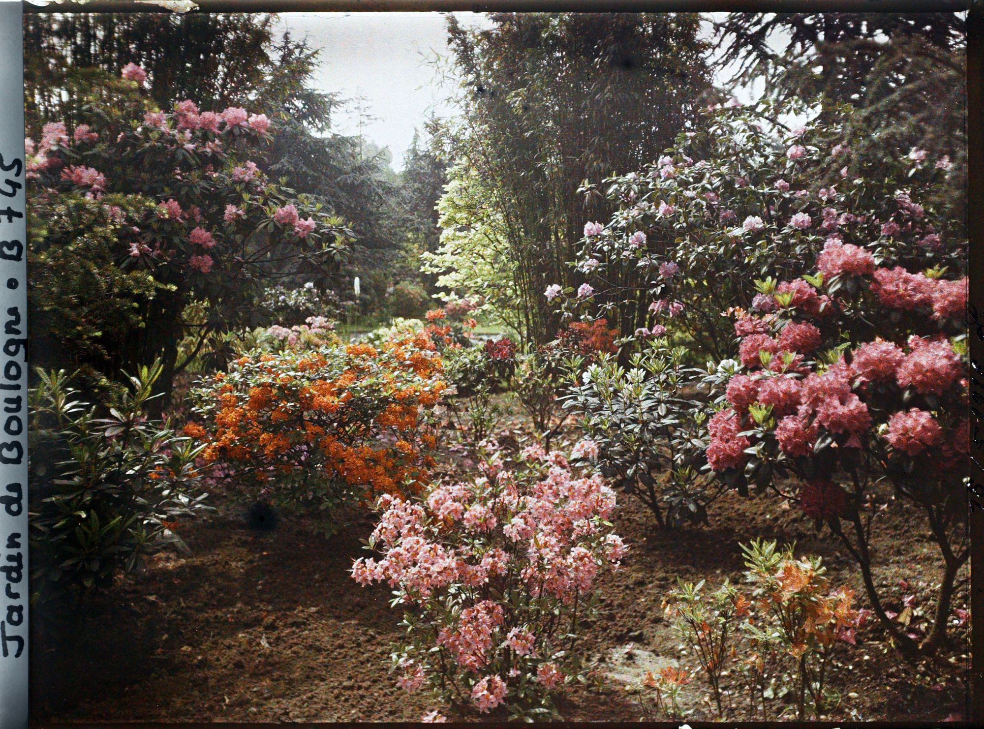 Image représentant Azalées près du Marais