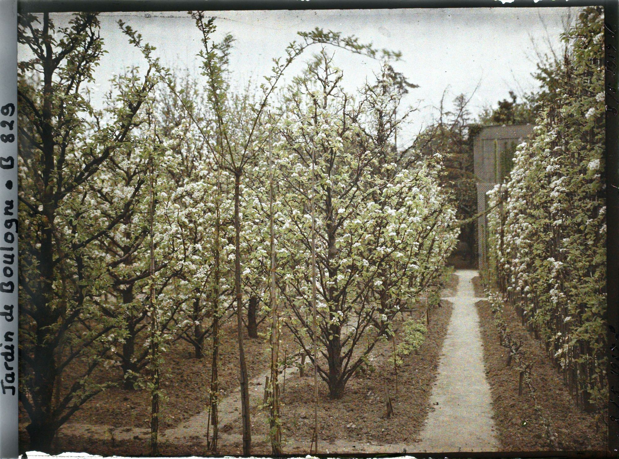 Image représentant Printemps au verger-roseraie et contre-allée en limite du jardin français, vue vers le nord