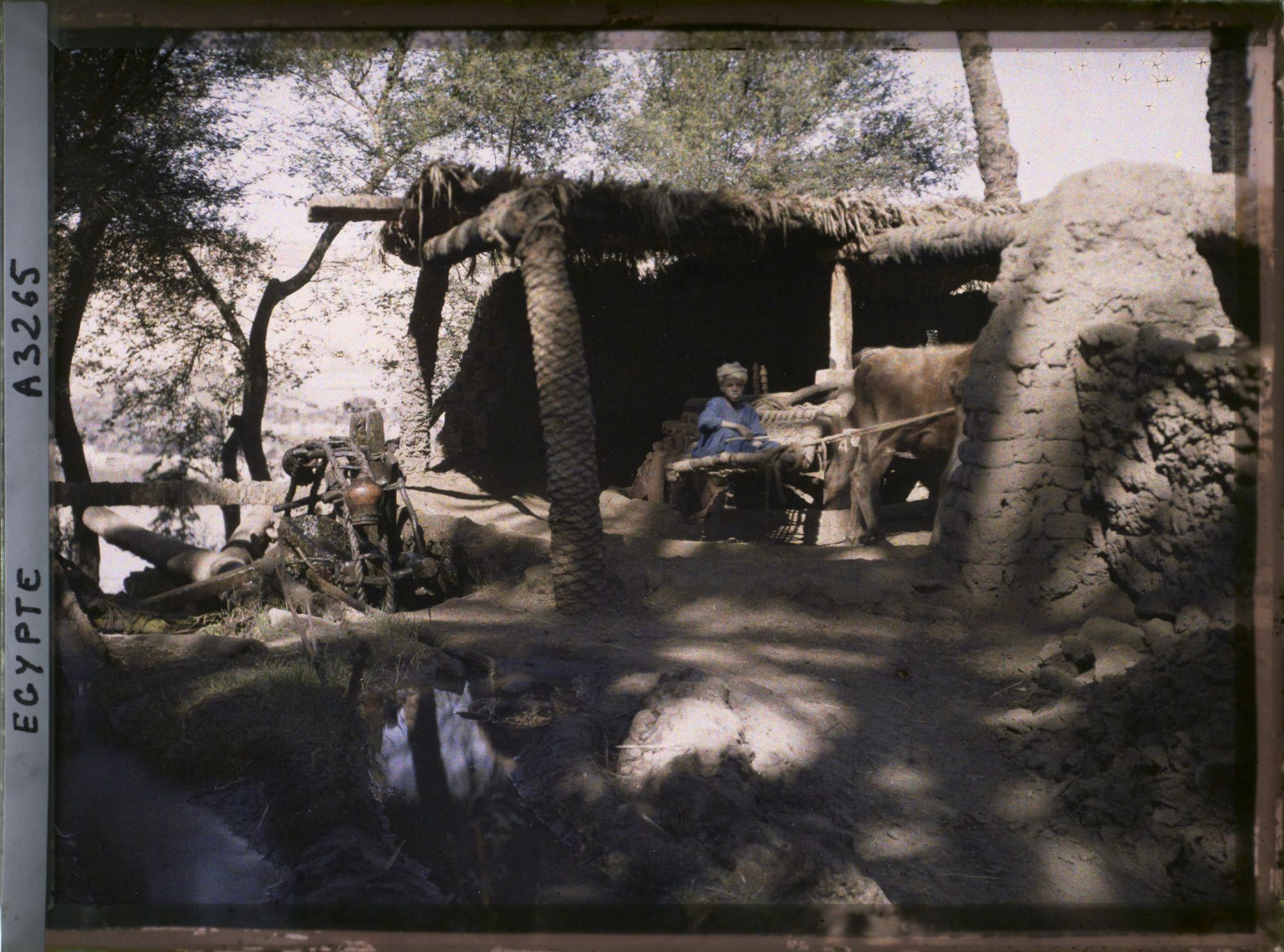Image représentant Sakiéh à bœuf sur l'île d'Eléphantine