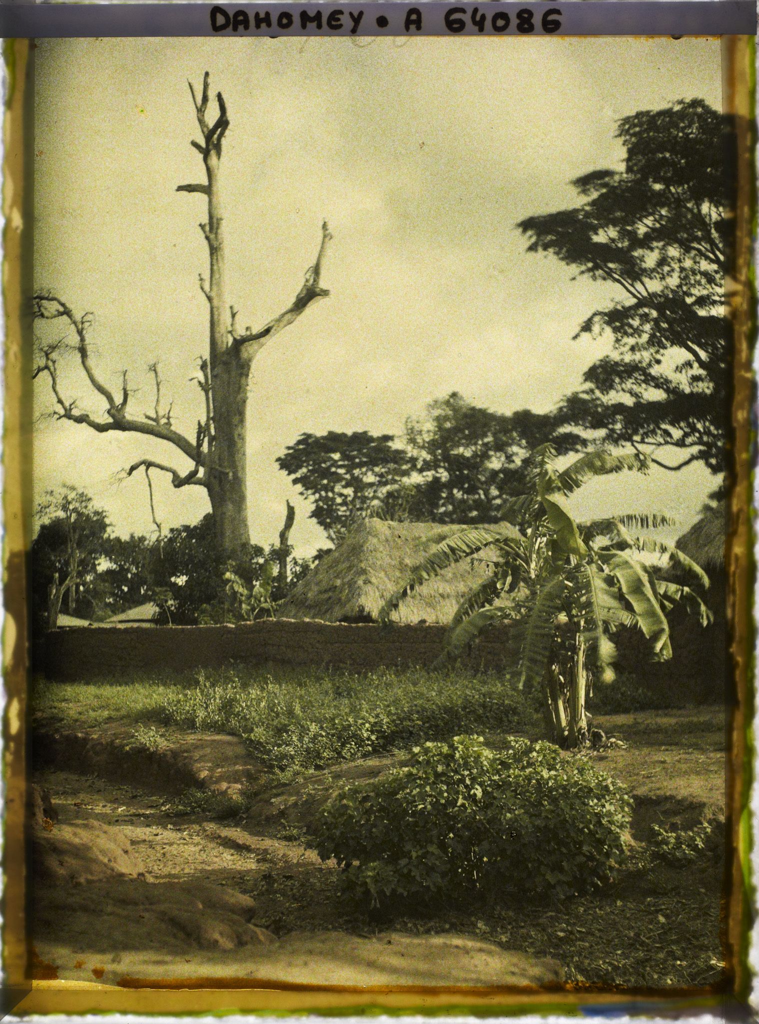 Image représentant Dans le village indigène, un chronoxyle d'Iroko (ou milicia exclesa) sacré ou arbre fétiche