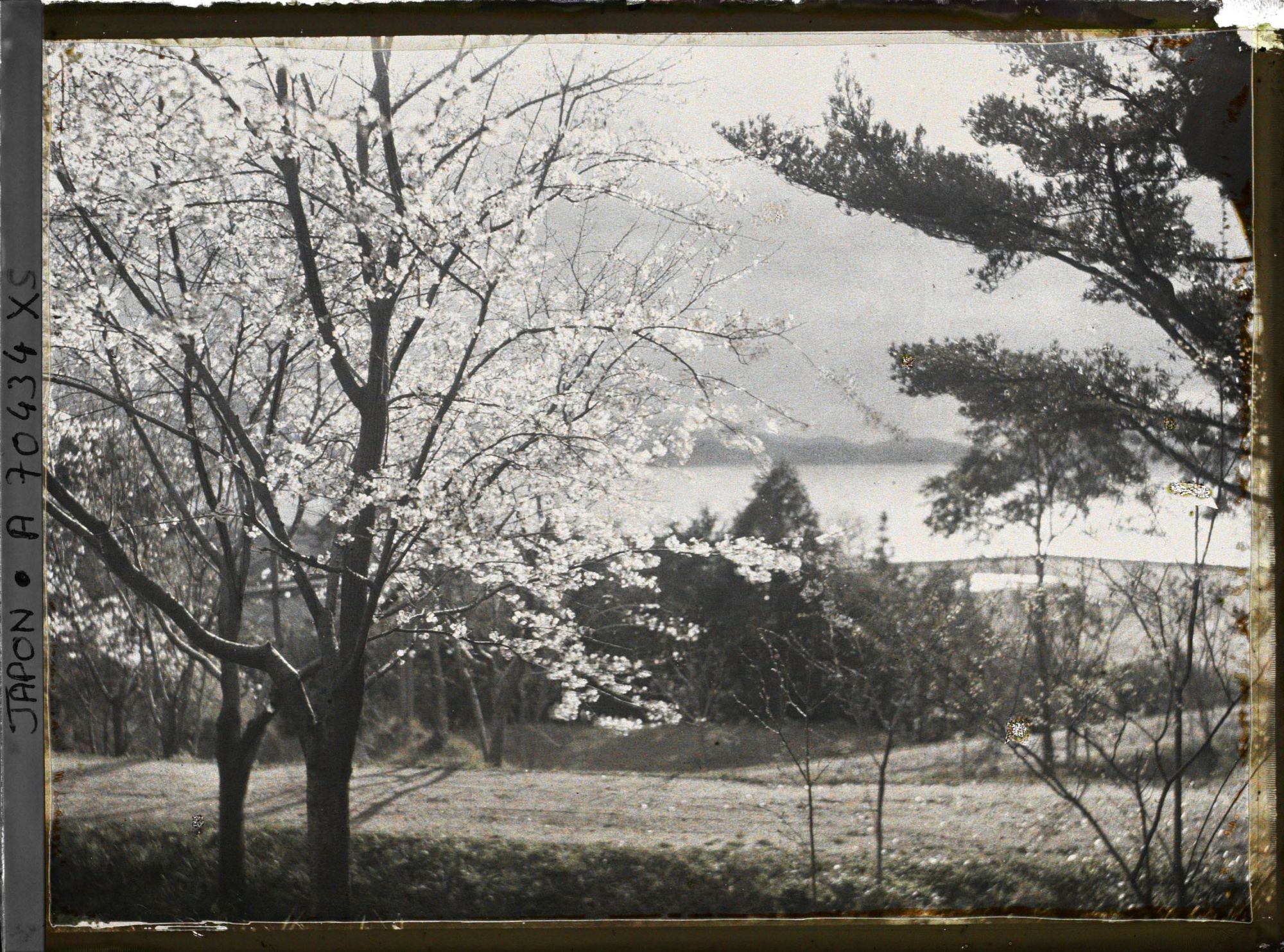 Image représentant Cerisiers en fleurs