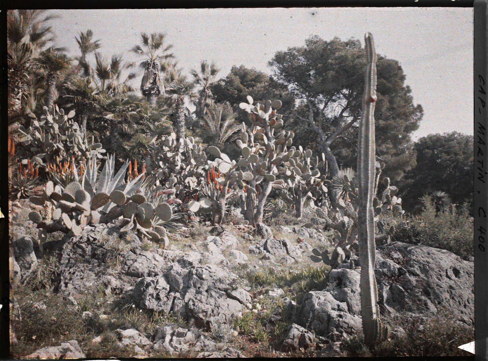 Image représentant Cap Martin Le Jardin