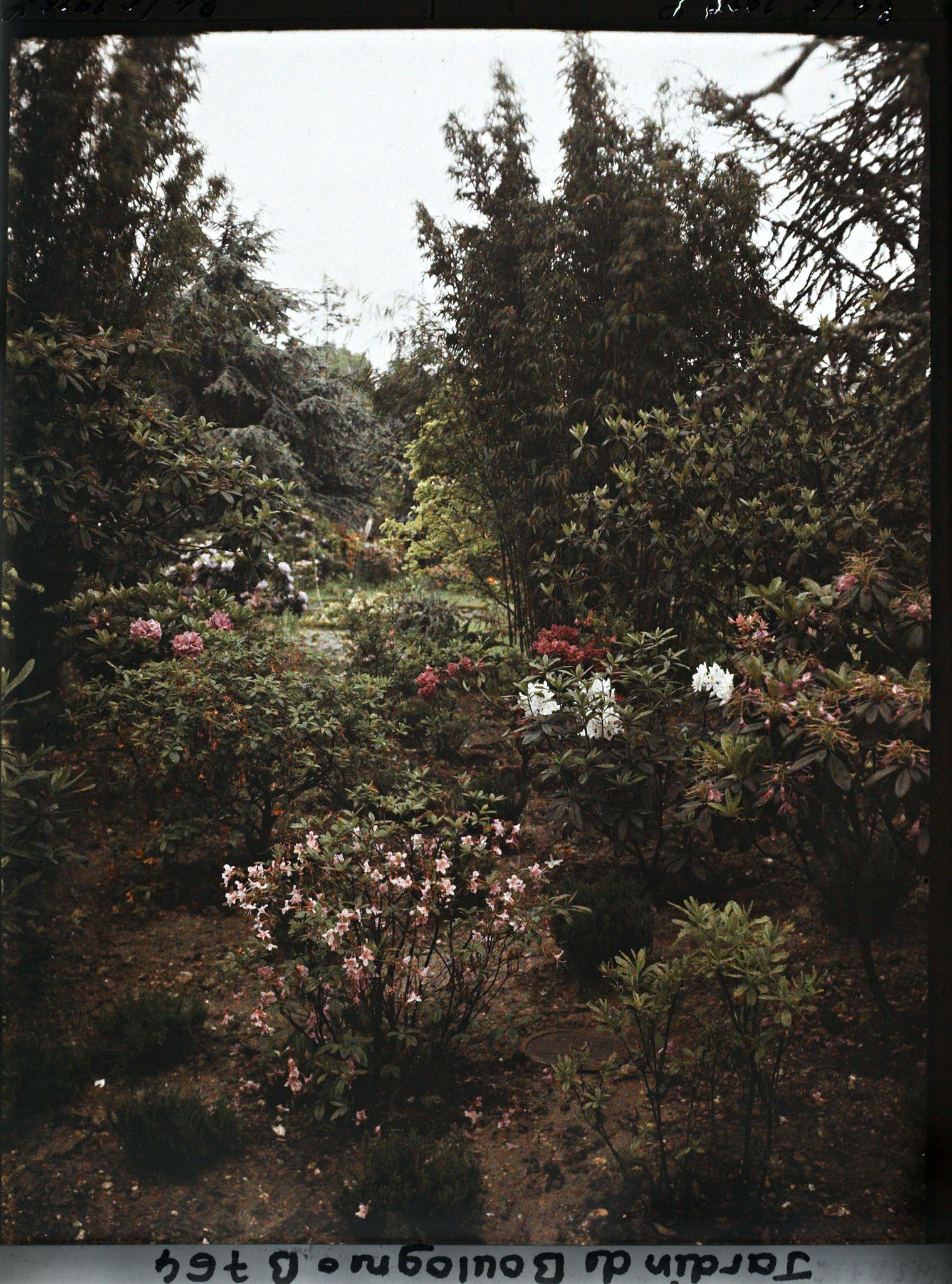 Image représentant Azalées près du marais