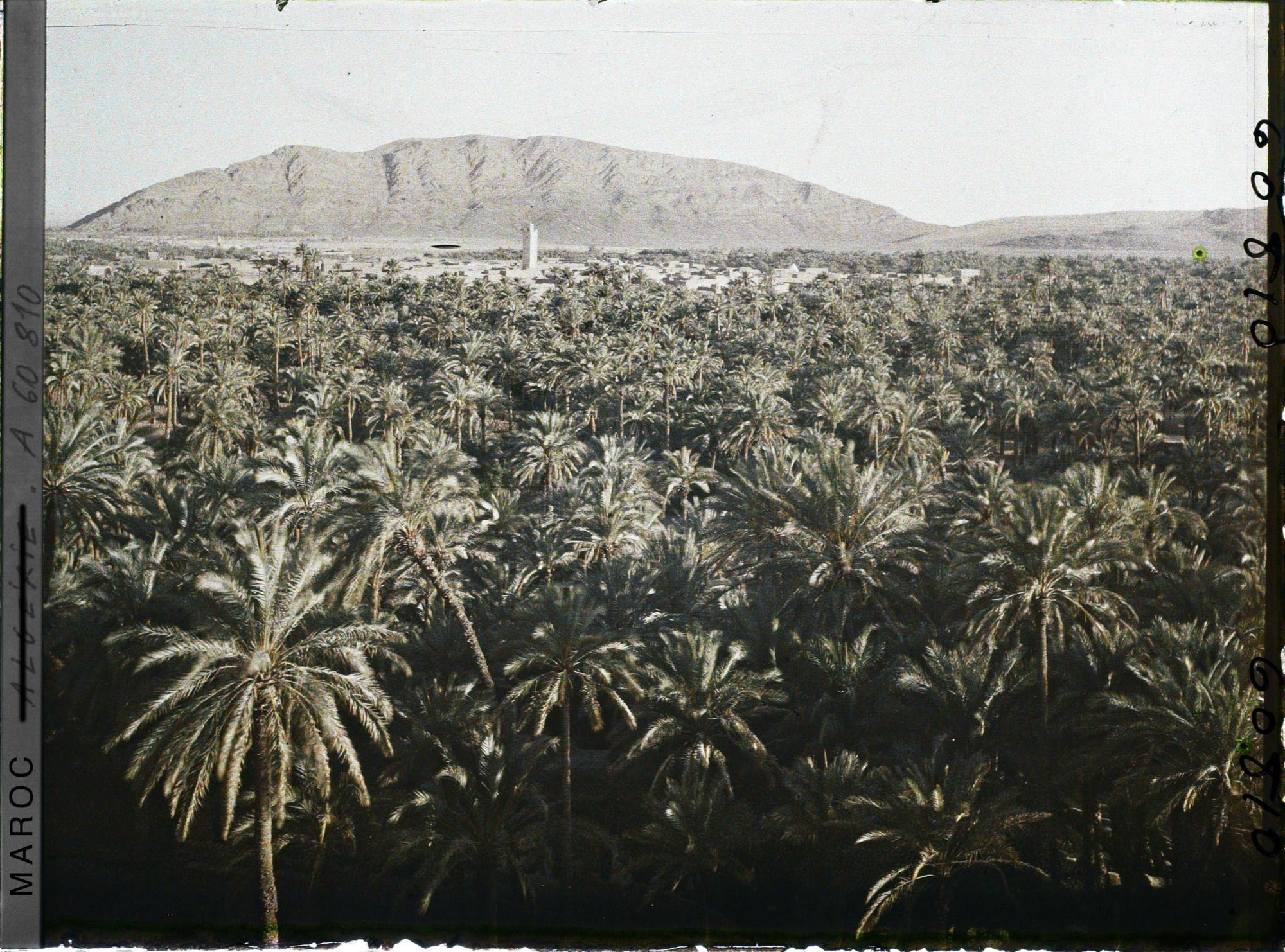 Image représentant Le soir, vue sur la palmeraie de Zenaga