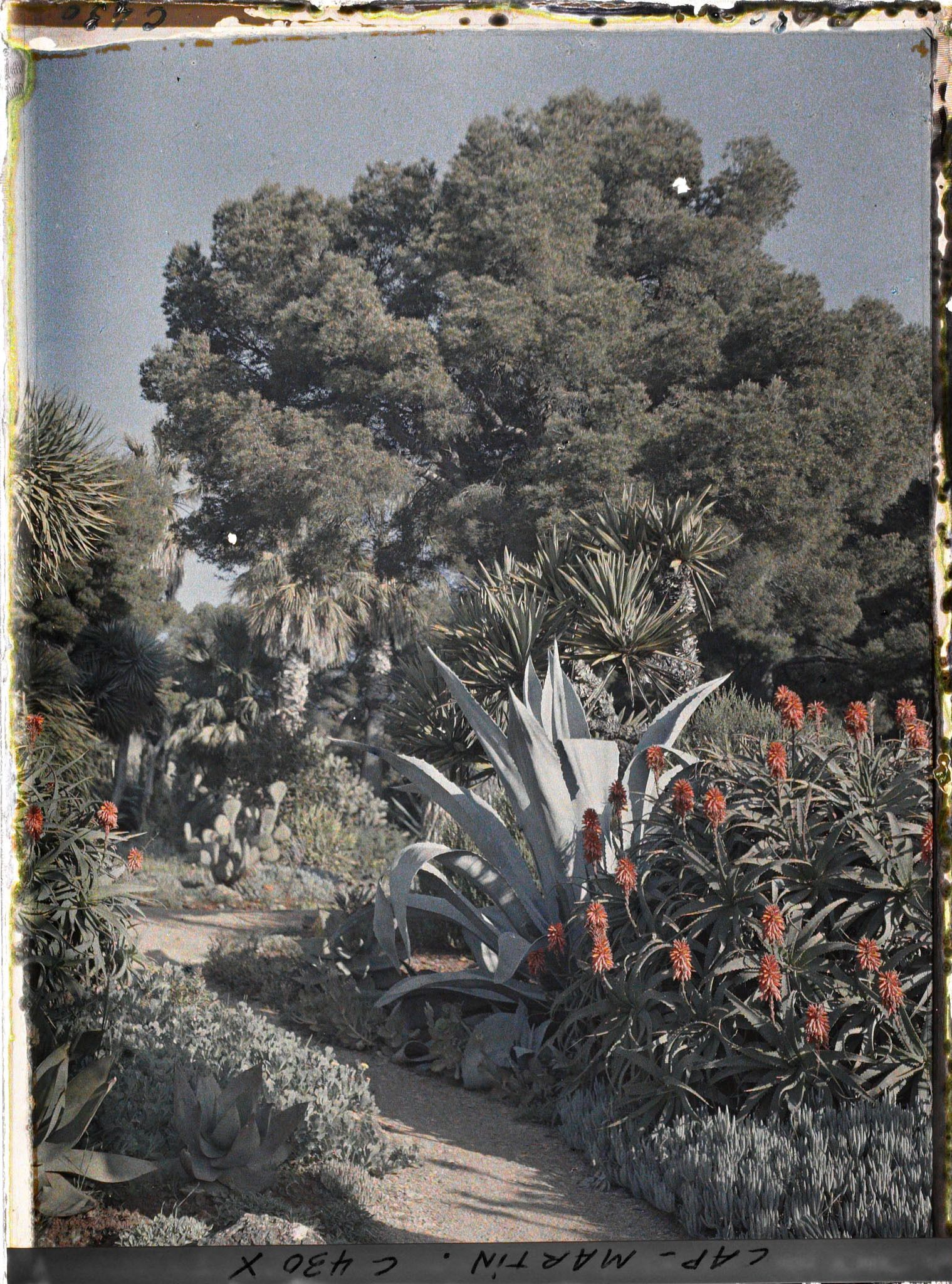 Image représentant Cap Martin Le Jardin