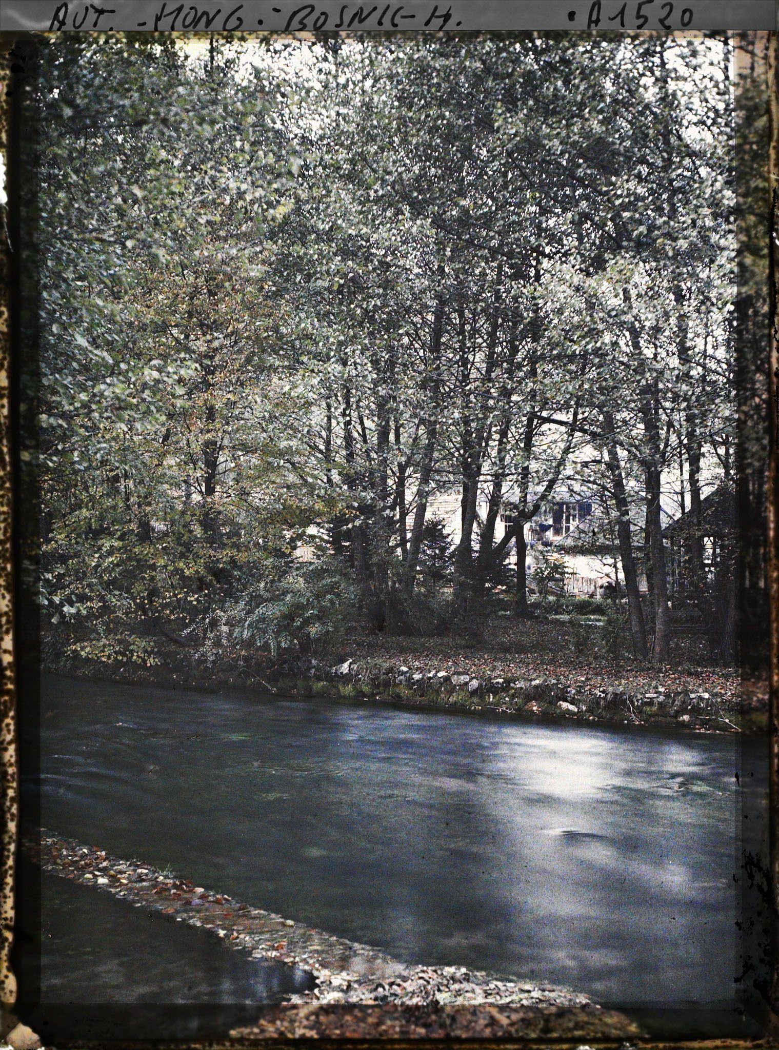Image représentant Sources de la Bosna: vue sur les herbes du fond de l'eau et sur les herbes sèches