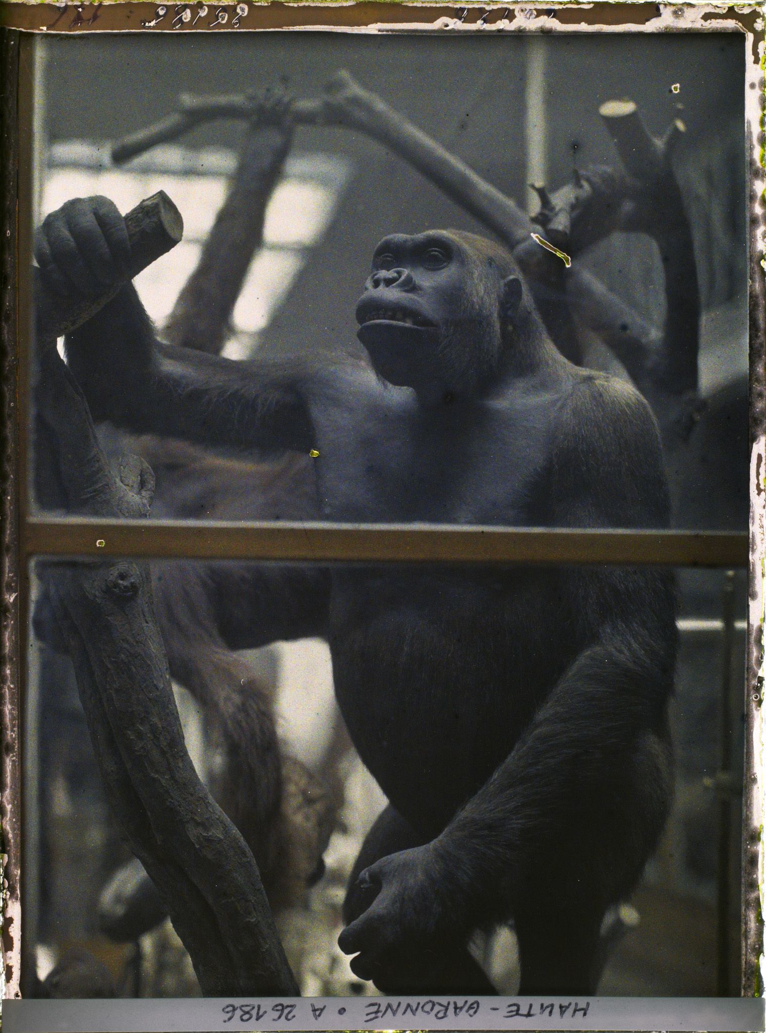 Image représentant Un gorille mâle empaillé dans une des salles du museum d'histoire naturelle