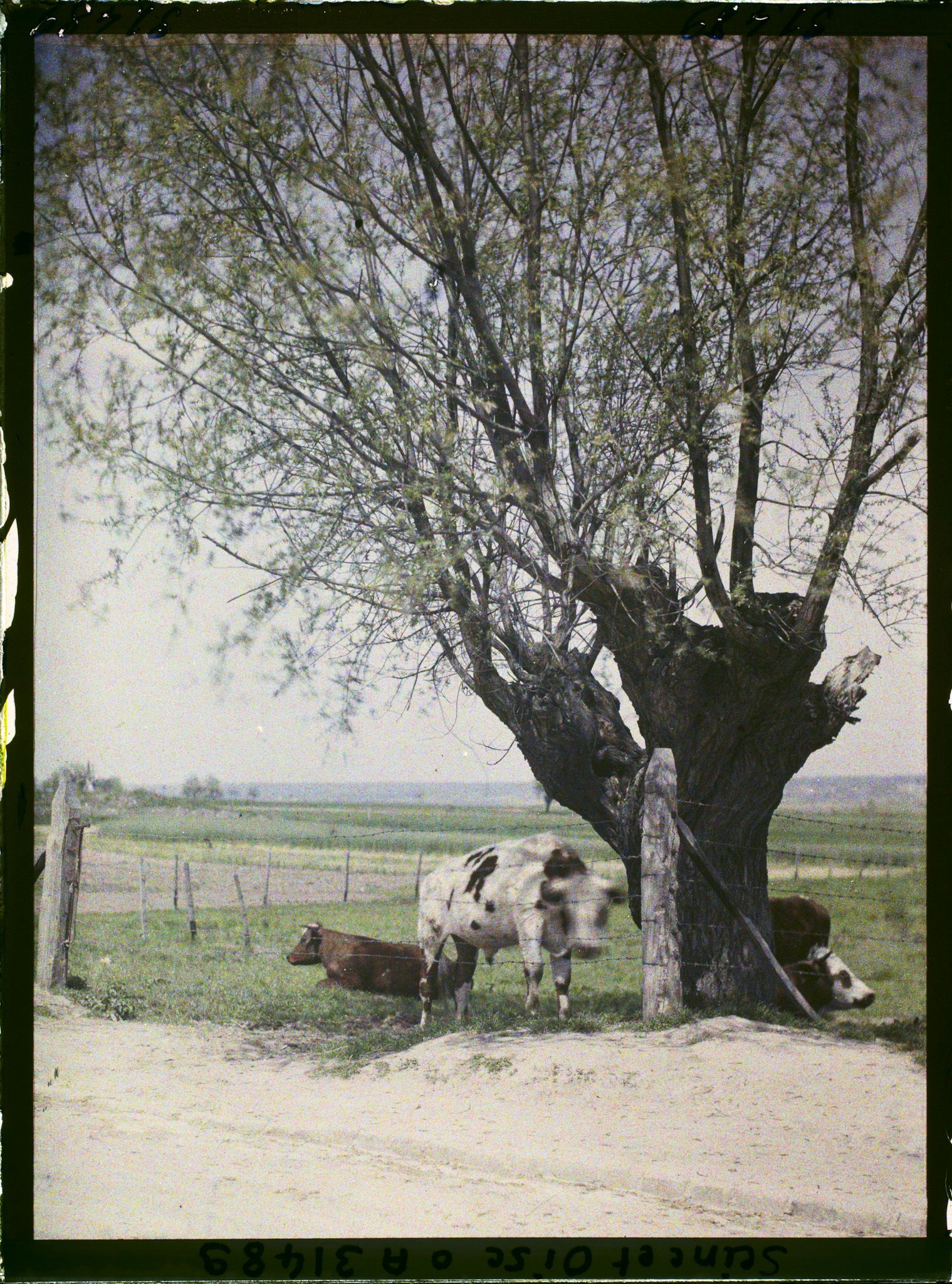 Image représentant France, Fontenay-Fleuri, Une pâture, vue prise de la route de St Cyr Direction Fontenay