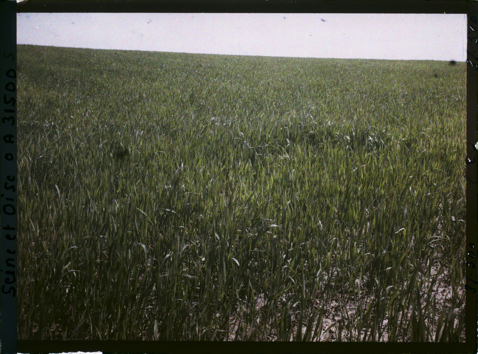 Image représentant France, Fontenay-Fleuri, Champ de blé (N° 2)