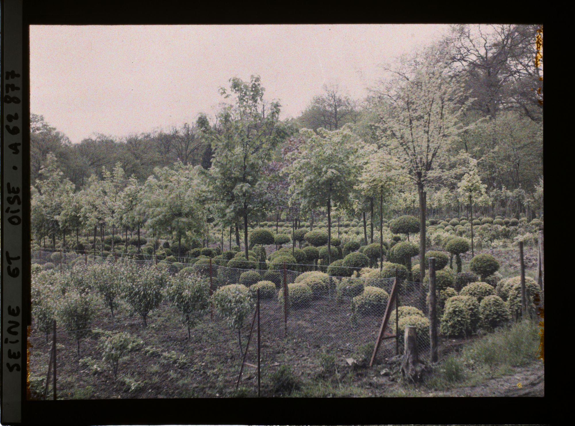 Image représentant France, Louveciennes, Culture de buis
