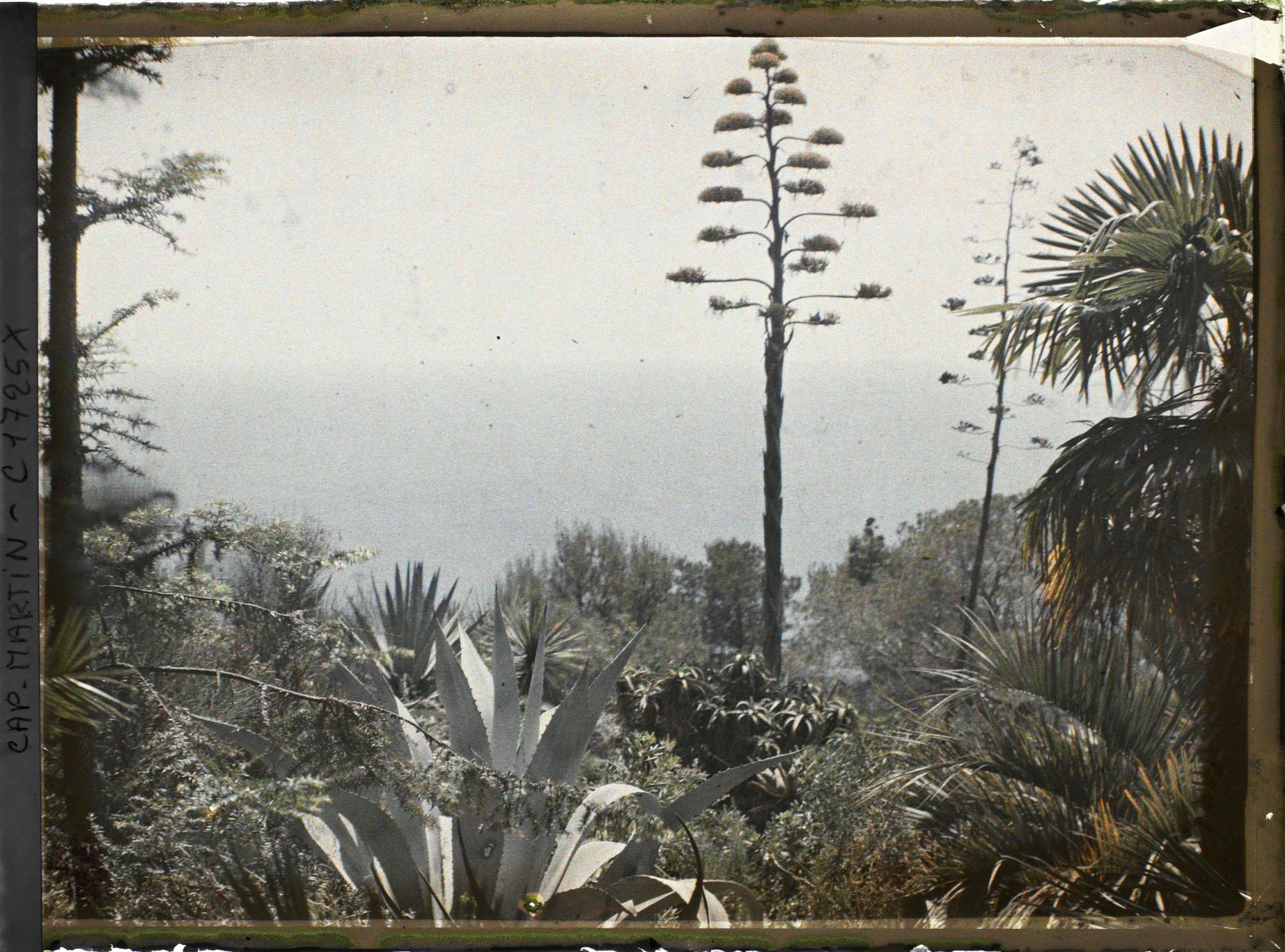Image représentant Agave, palmier et autres plantes exotiques surplombant la mer