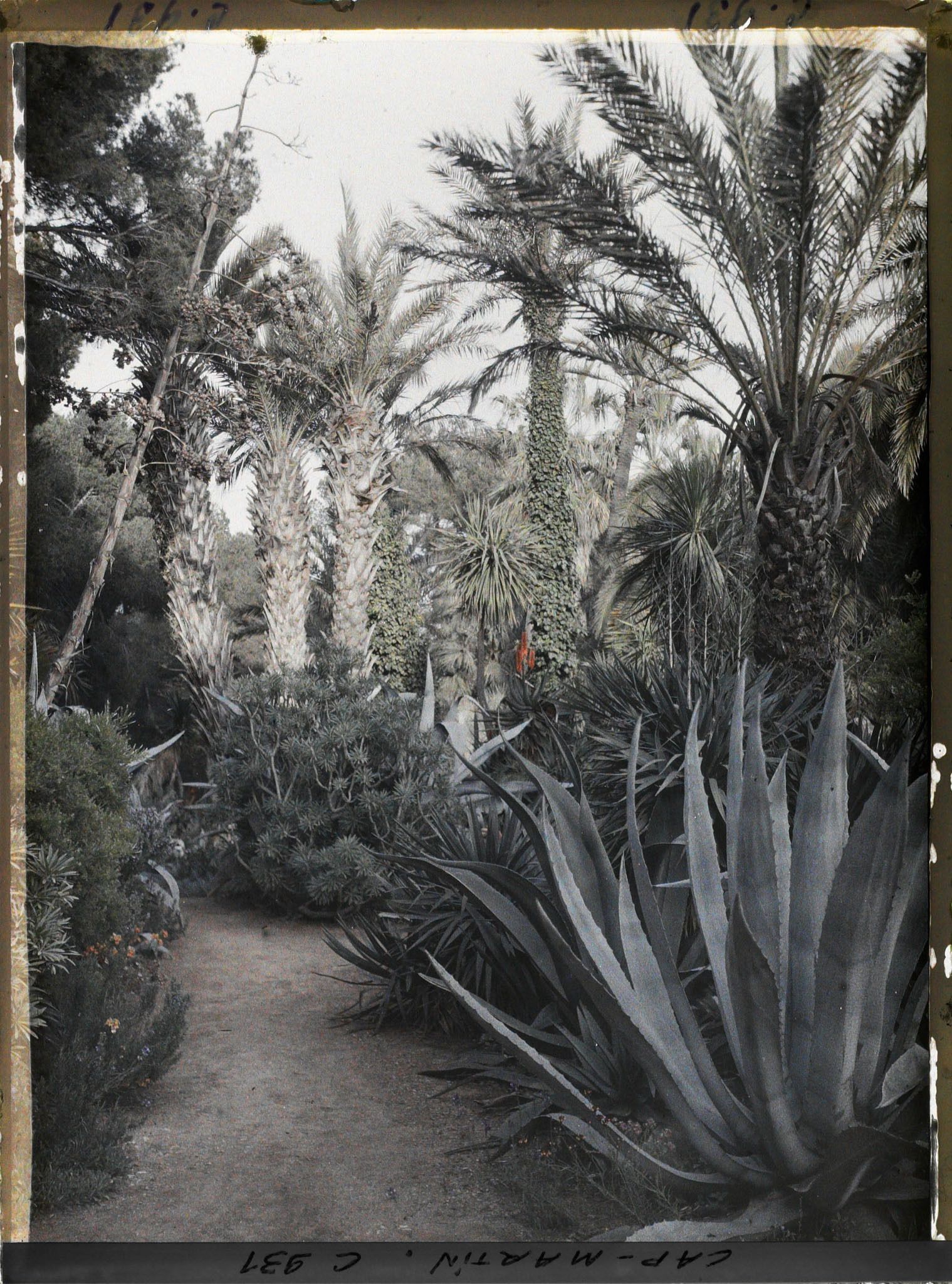 Image représentant Le Jardin Palmiers et aloës