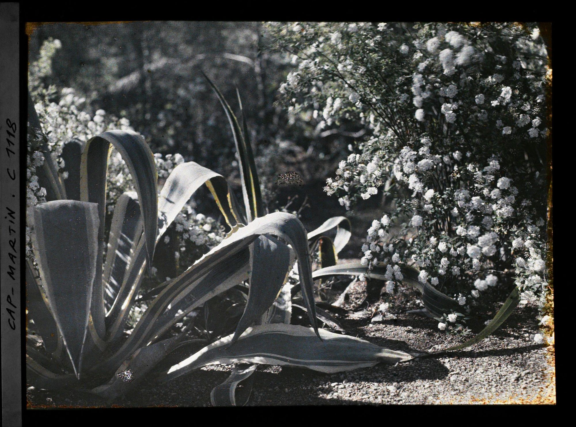 Image représentant Massif fleuri et agaves