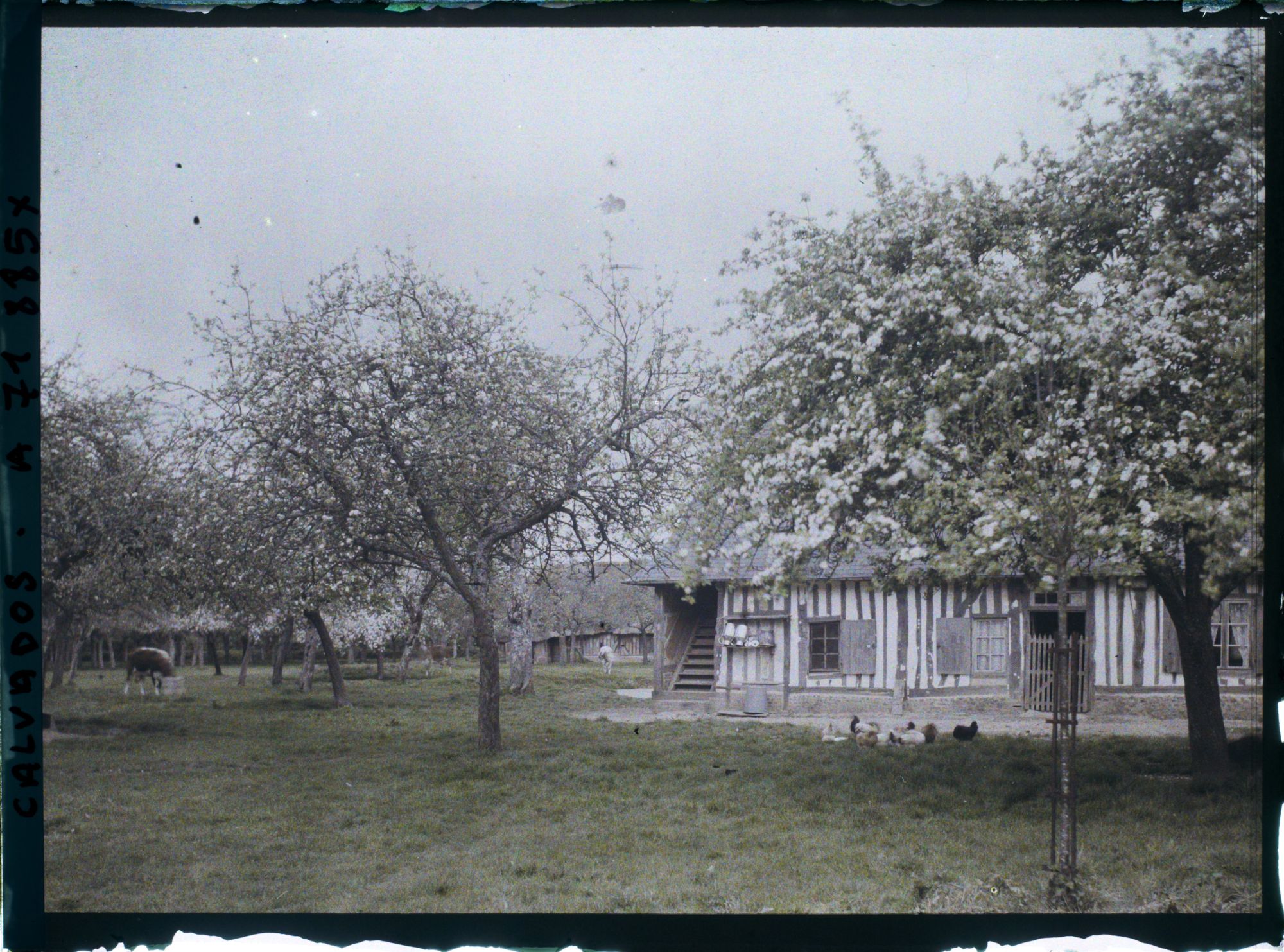 Image représentant Une ferme avec bâtiments et pommiers