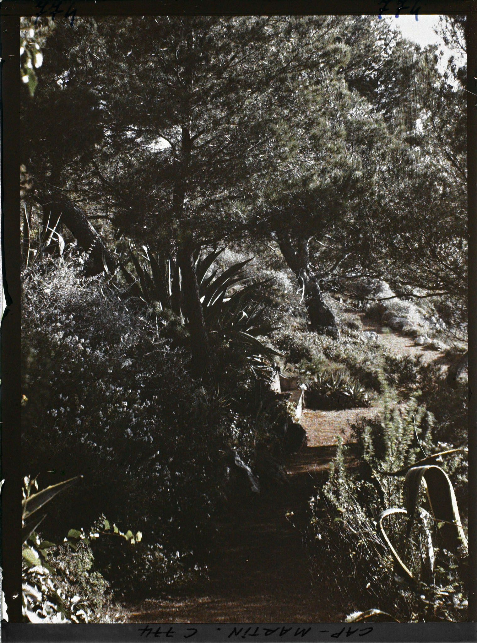 Image représentant partie basse du jardin