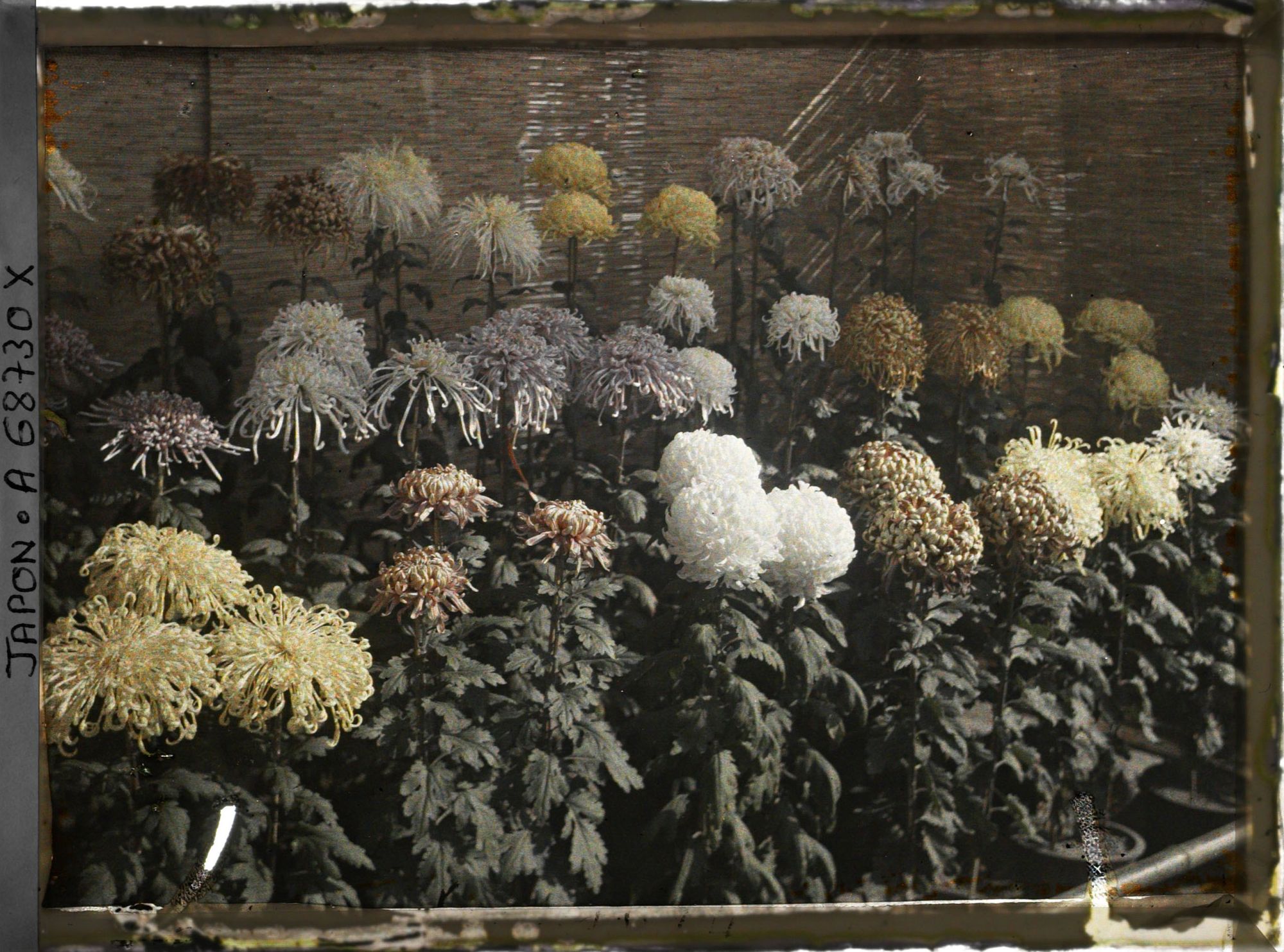 Image représentant Exposition de chrysanthèmes