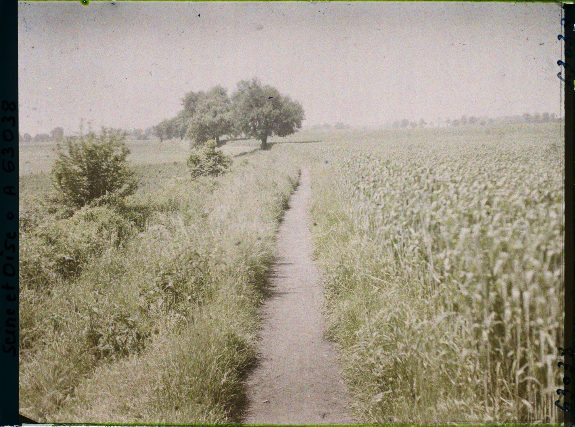 Image représentant Ile de France, Ecouen, Champ de blé