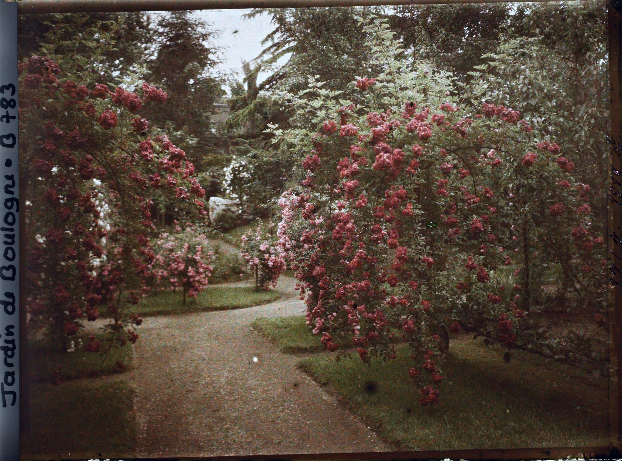 Image représentant Rosiers en fleurs ornant plates-bandes et parterre, au sud-est du verger-roseraie