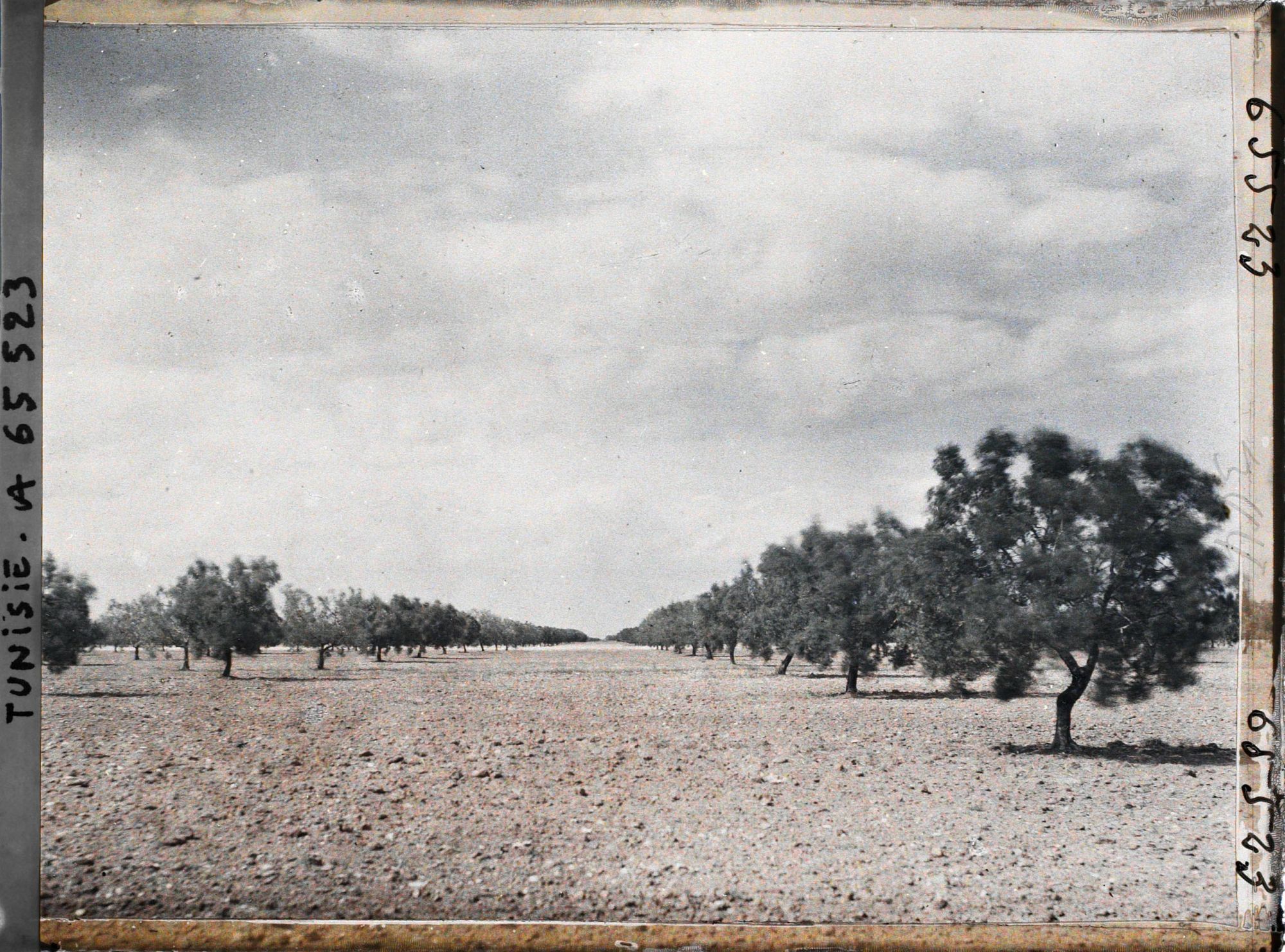Image représentant Oliviers de 25 à 26 ans