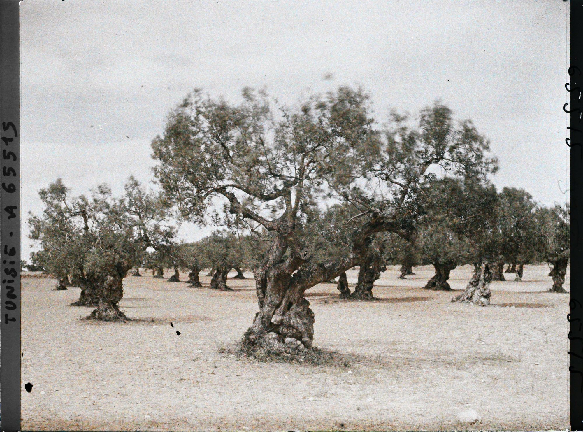 Image représentant Vieux oliviers dans une plantation (culture arabe)