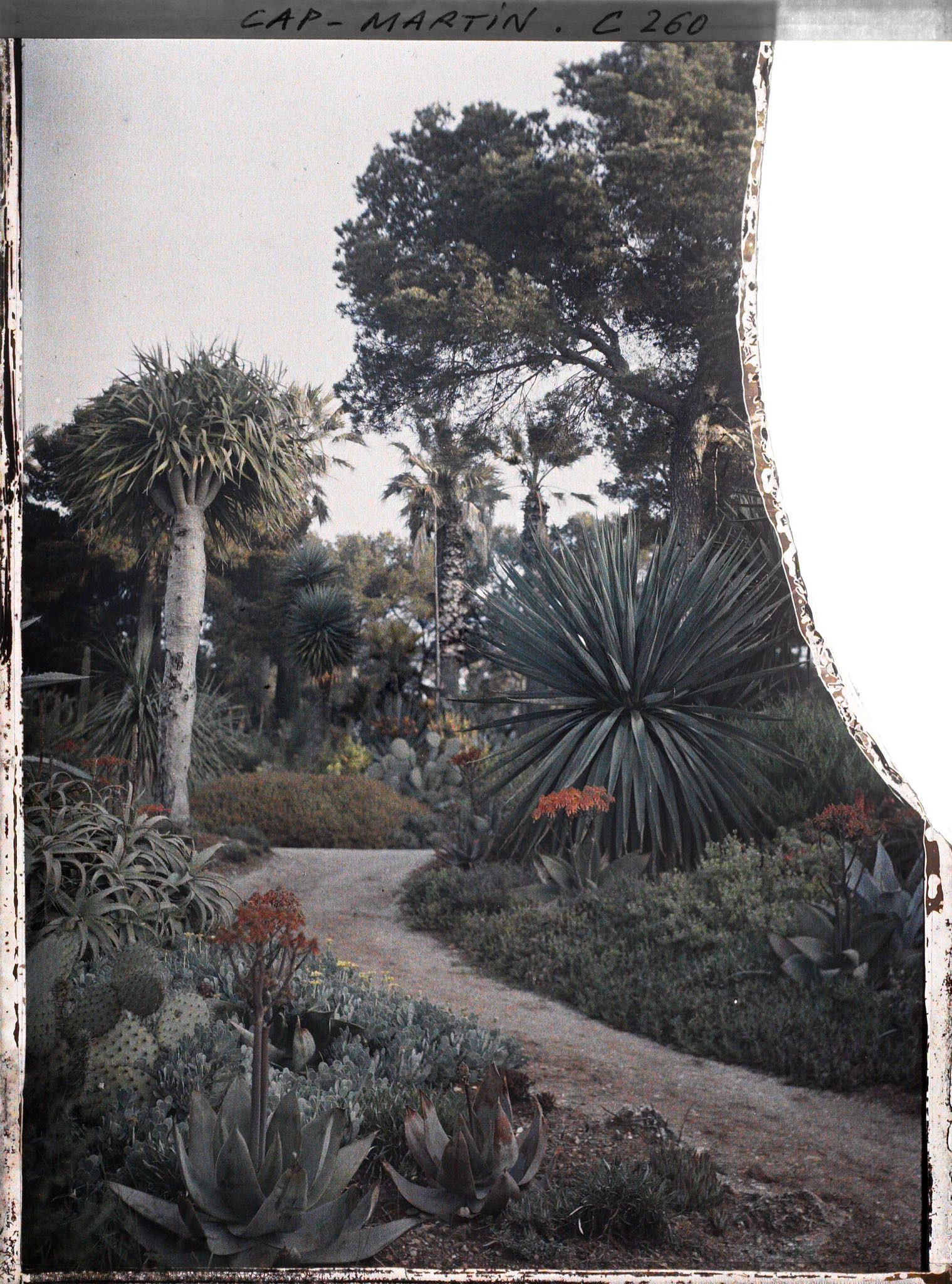 Image représentant Cap-Martin - Le Jardin