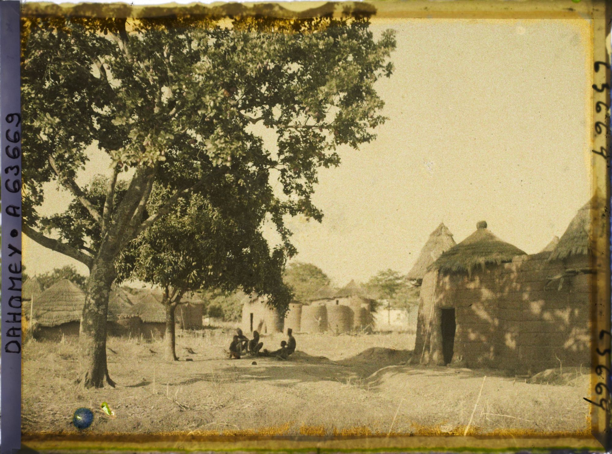 Image représentant Un akée (ou blighia sapida) dans un coin du village de Natitingou
