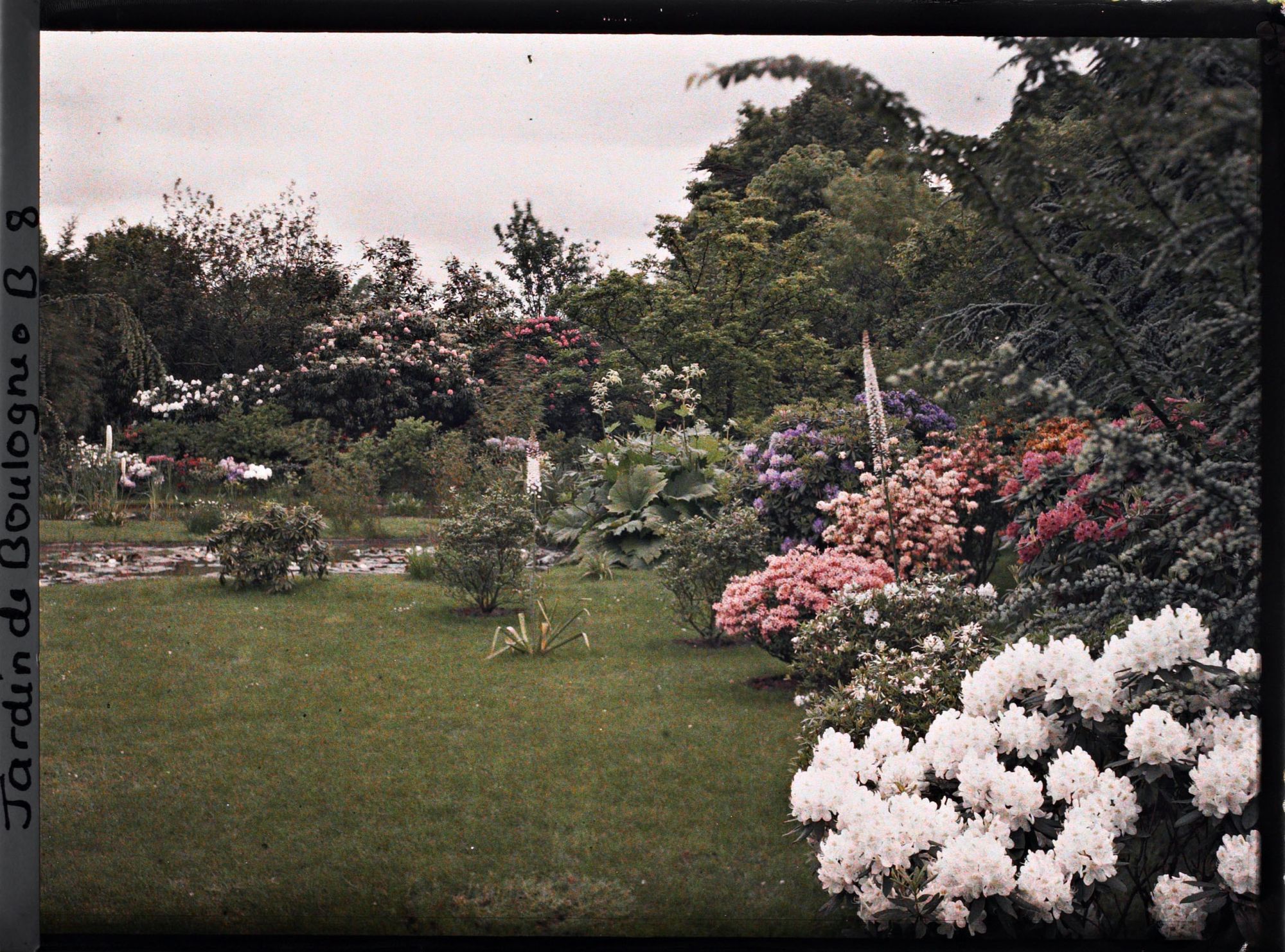 Image représentant Massif de rhododendrons et d'azalées en fleurs bordant à l'est le marais, vu en direction du nord