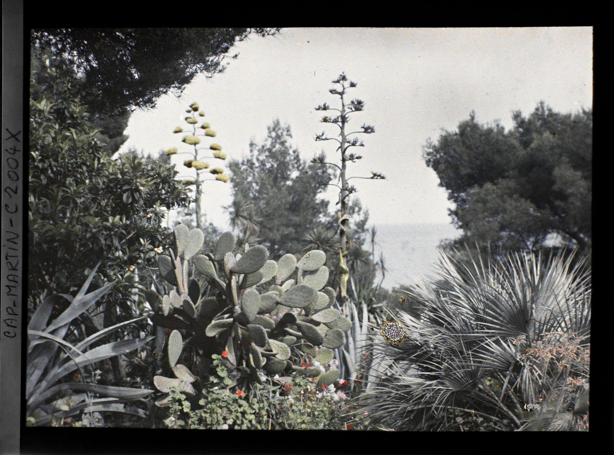 Image représentant Fleurs d'agaves dominant un massif de plantes exotiques et autres végétaux, face à la mer, vue prise à 17 h