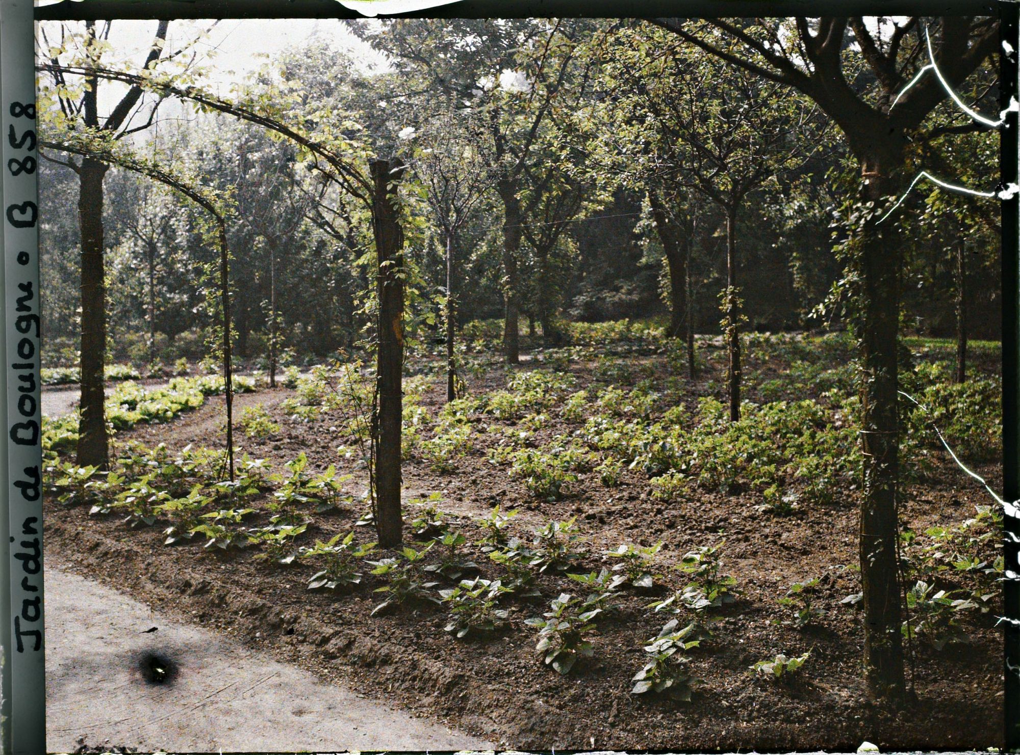 Image représentant Coin sud-ouest du verger-roseraie planté de légumes au bord de l'axe central, près de la dépendance