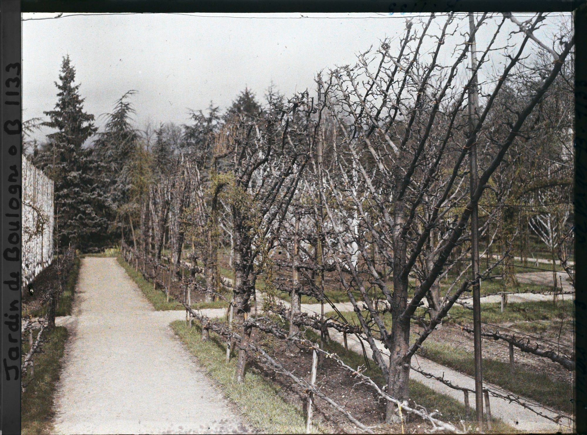 Image représentant Fruitiers palissés et allée menant à la forêt bleue, près de l'axe principal du verger-roseraie