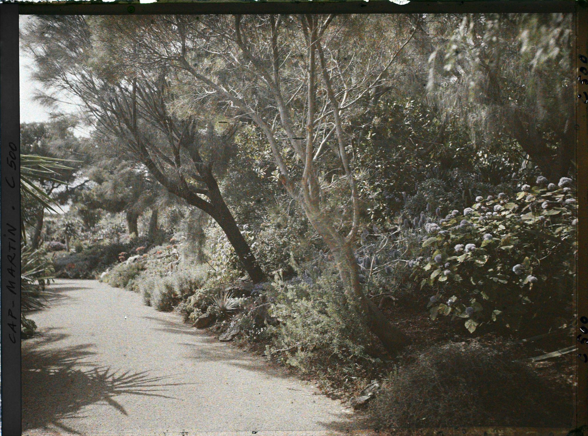 Image représentant Cap Martin Le Jardin