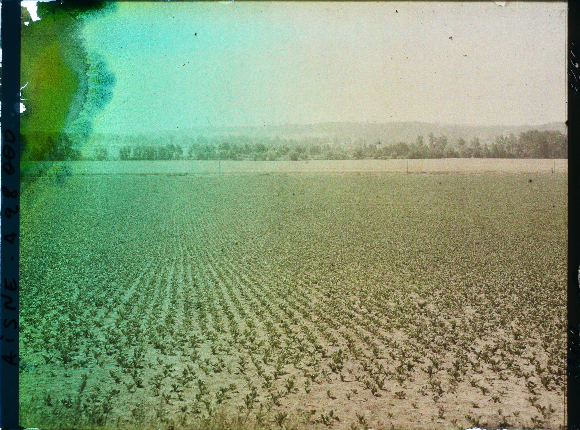 Image représentant France, Pasly, Aspect de la Campagne devant Pasly, Champ de betteraves et Champ de blé