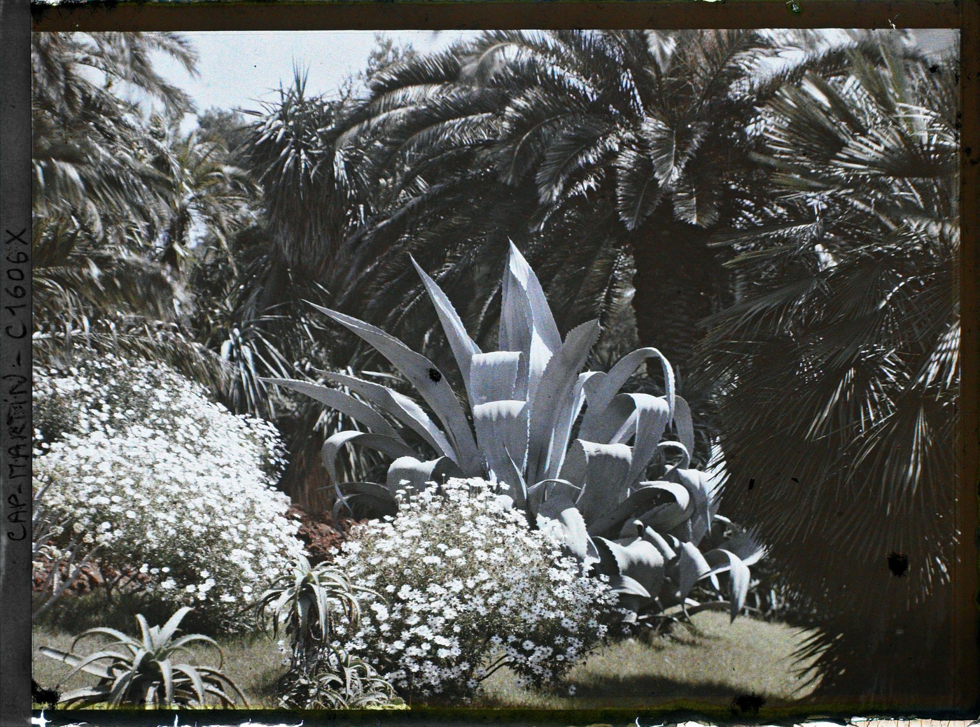 Image représentant Agave, aloès et massif fleuri sur fond de palmiers et yuccas