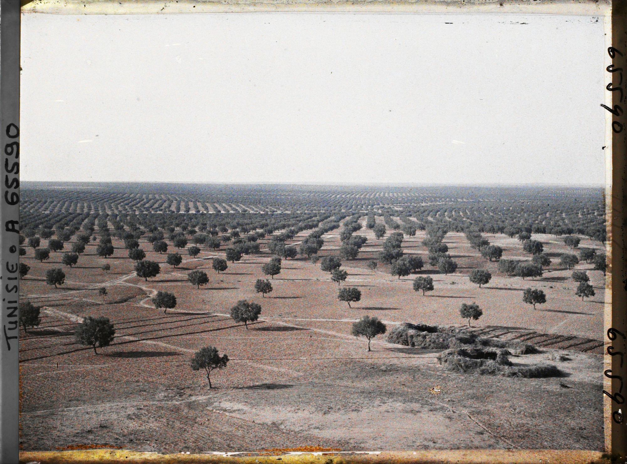 Image représentant Vue panoramique sur les oliveraies prise du point de vue géodésique (vers l'ouest)
