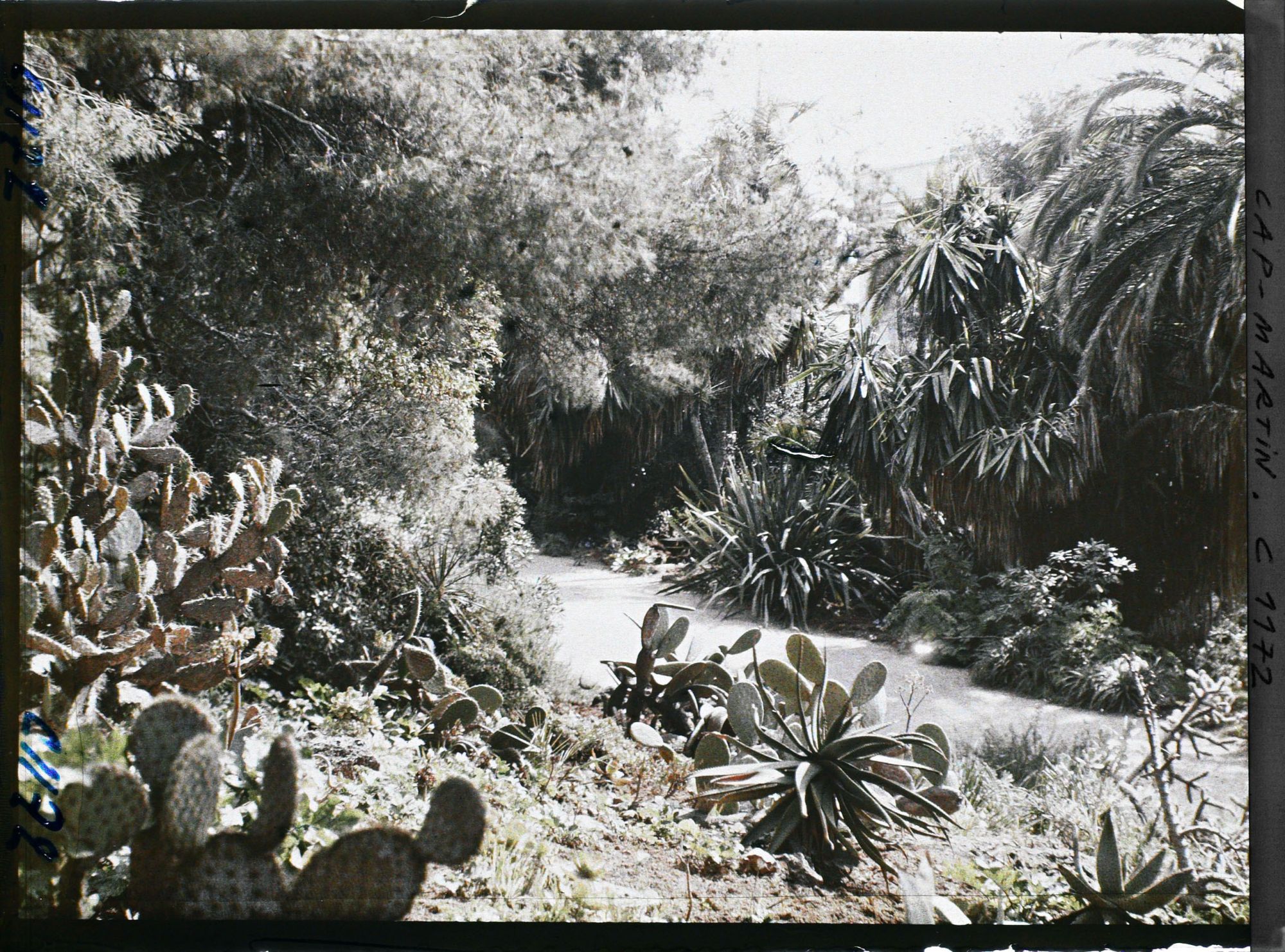 Image représentant le jardin