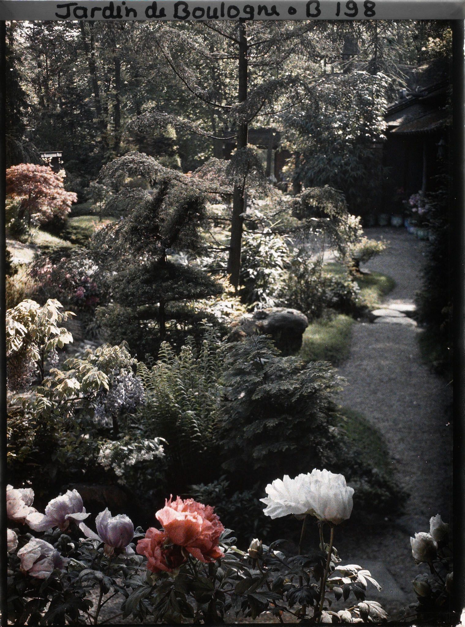 Image représentant Pivoines en fleurs, au bord du chemin desservant les habitations du " village japonais "