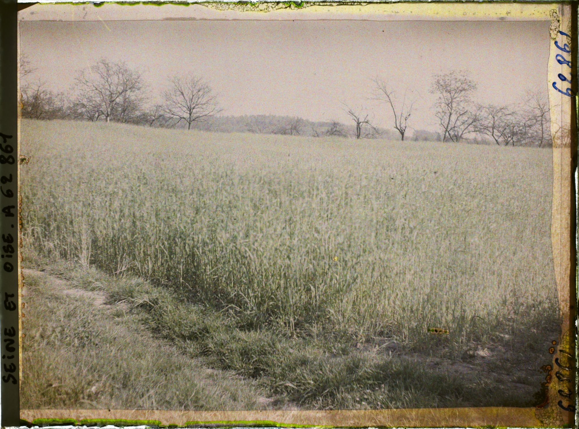 Image représentant Seine et Oise, St Nom la Bretèche, Champ de blé sur les coteaux