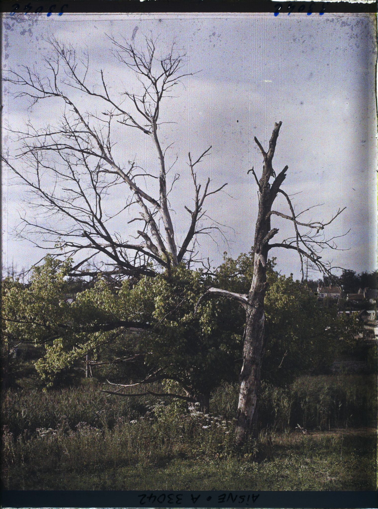 Image représentant France, Corcy, Arbre qui revient à la Vie
