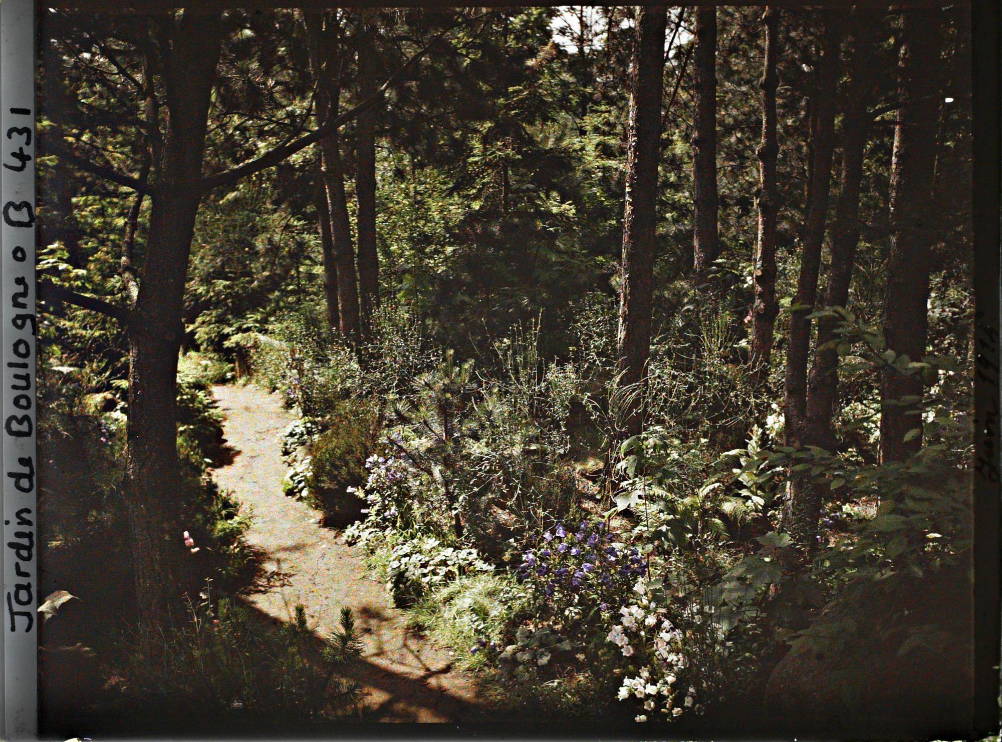 Image représentant Scène de sous-bois fleuri dans la forêt vosgienne