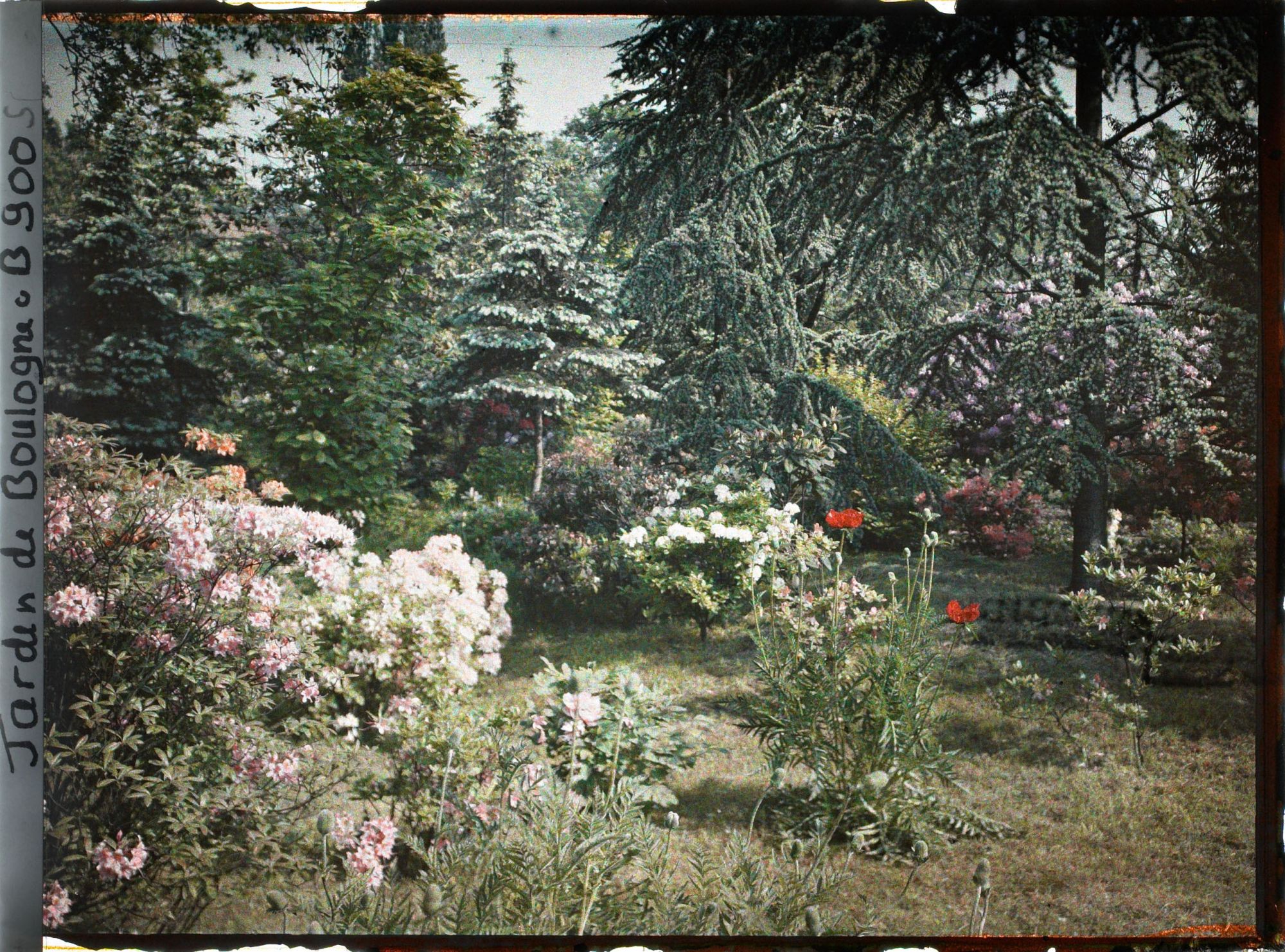 Image représentant Azalées, pavots et rhodos près de la forêt bleue, vers la forêt dorée
