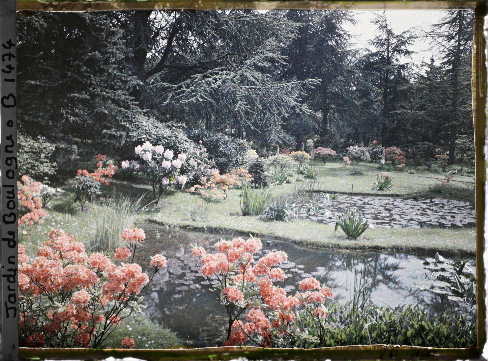 Image représentant Azalées et Rhodos dans le marais