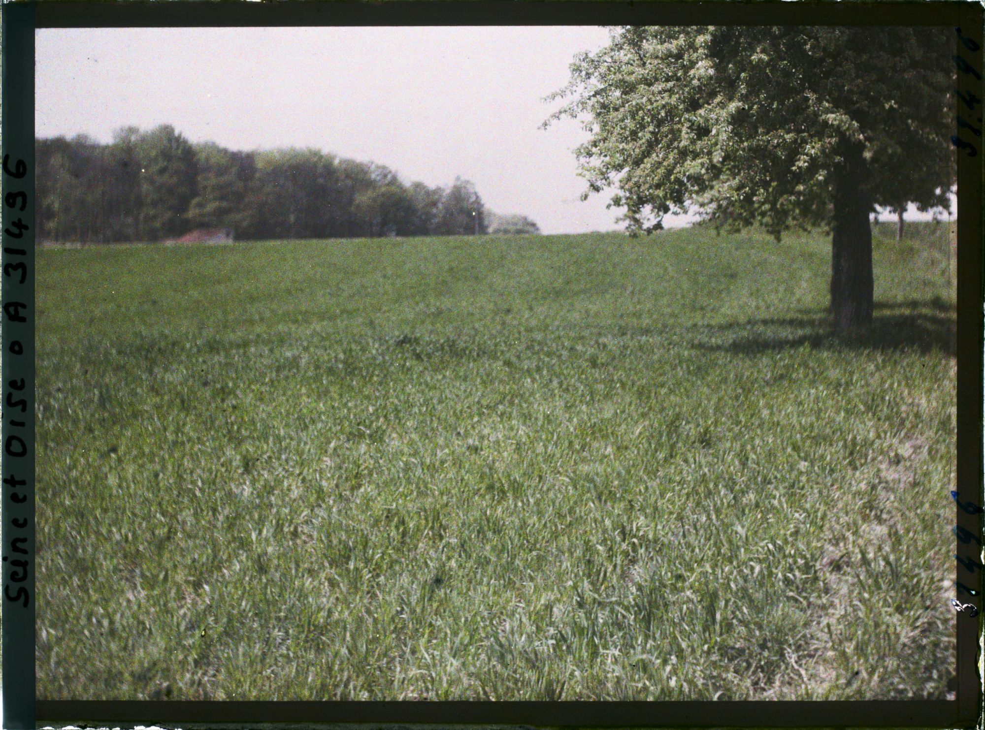 Image représentant France, Fontenay-Fleuri, Un champ de blé pris à la sortie de St Cyr Coté Sud (N° 1)