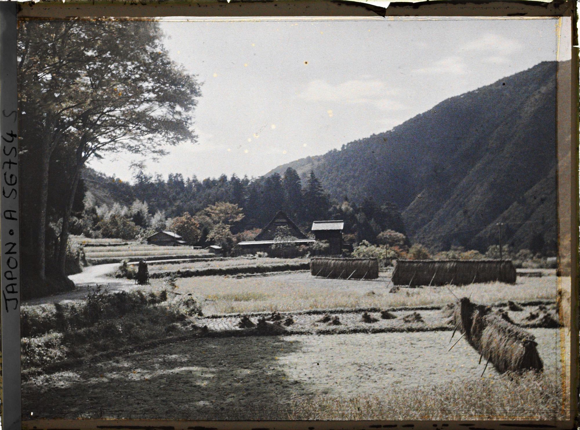 Image représentant Paysage de riziculture en période de moisson