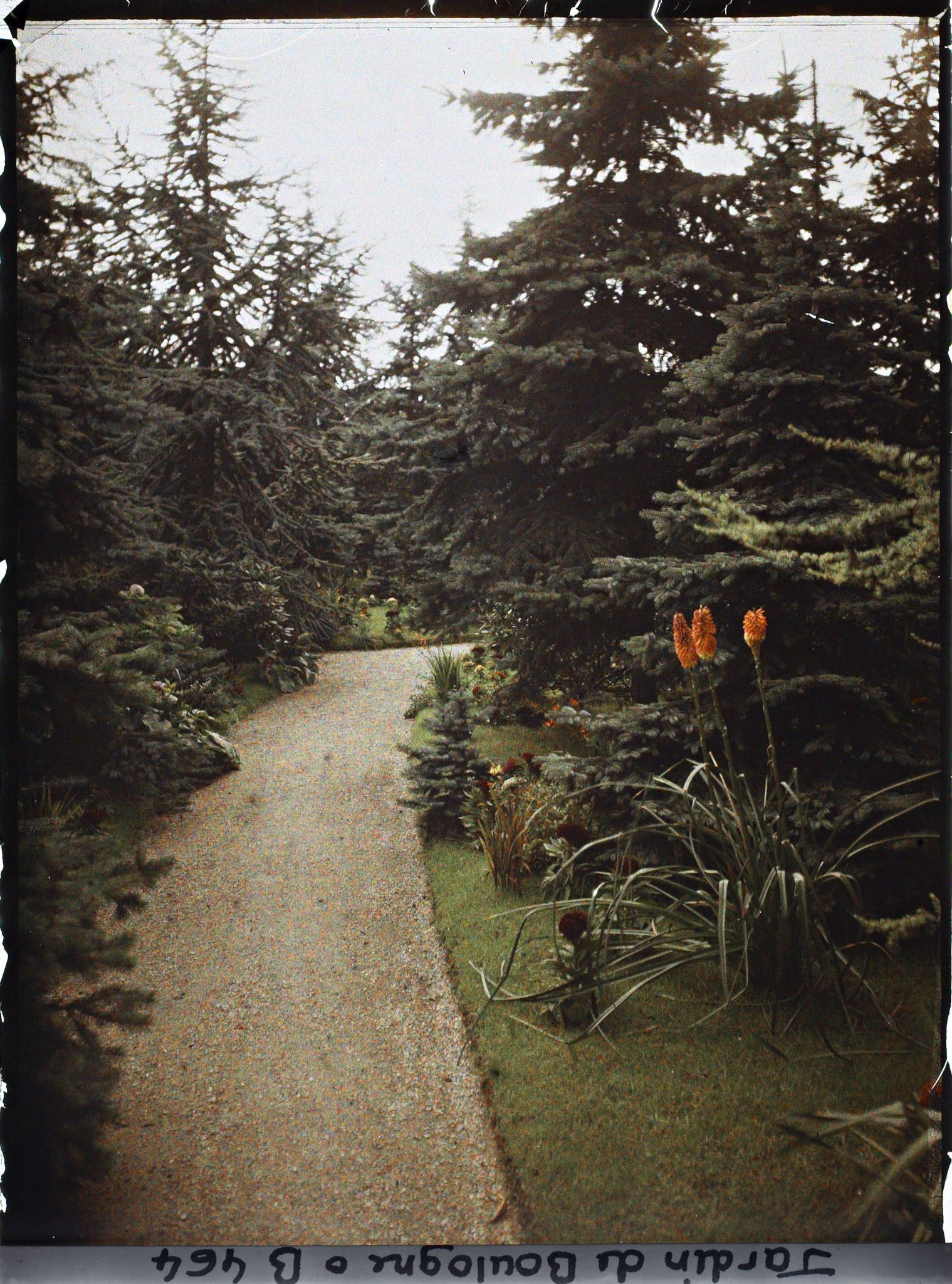 Image représentant Allée de la forêt bleue bordée de plates-bandes fleuries